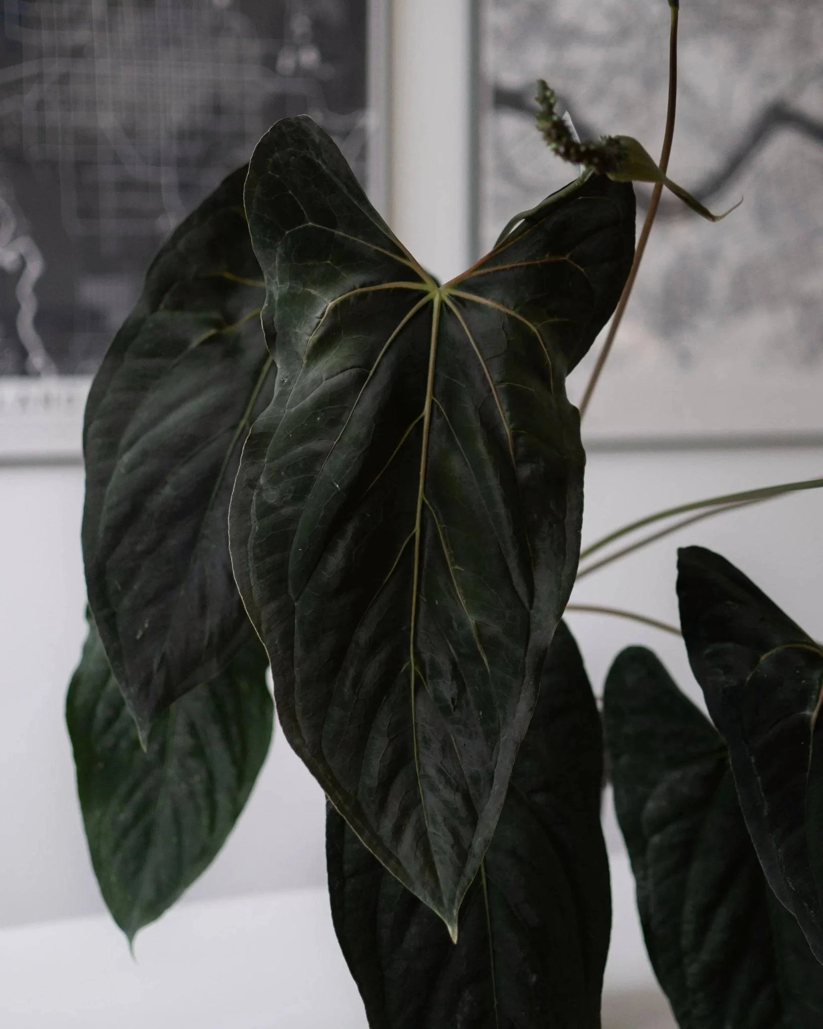 Anthurium papillilaminum 'RL(JV)✖️FS' 【公式通販】 Anthurium papillilaminum 'RL(JV)✖️FS' 【公式通販】