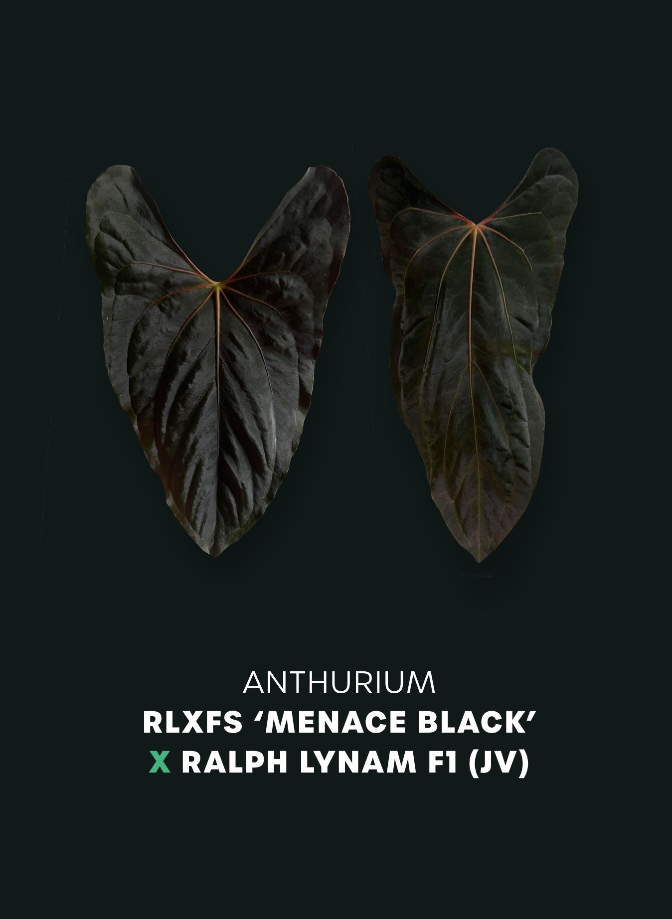 Anthurium RLxFS ‘Menace Black’ x Ralph Lynam F1 (JV) - SMUKHI