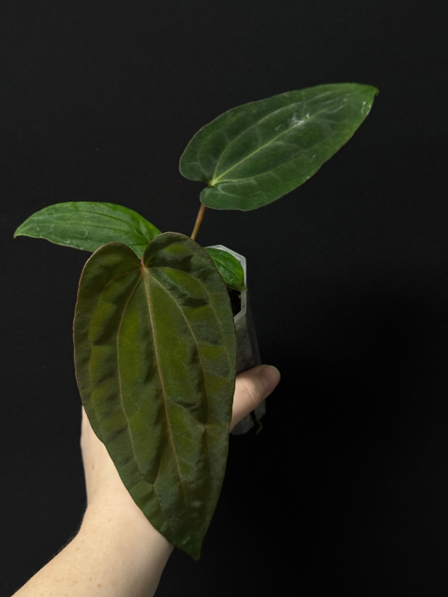 Anthurium RLxFS x (Carlablackiae x Papillilaminum) - SMUKHI