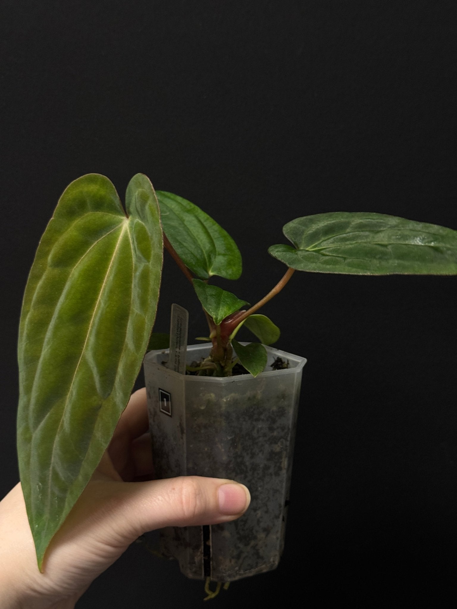 Anthurium RLxFS x (Carlablackiae x Papillilaminum) - SMUKHI