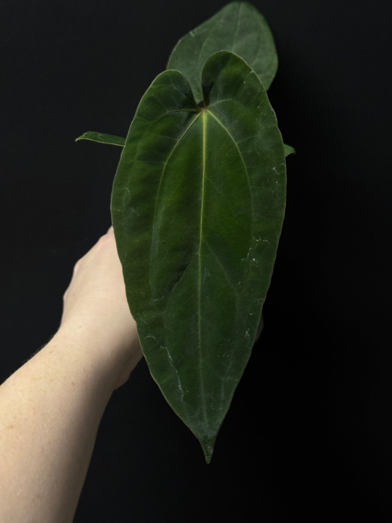 Anthurium RLxFS x (Carlablackiae x Papillilaminum) - SMUKHI