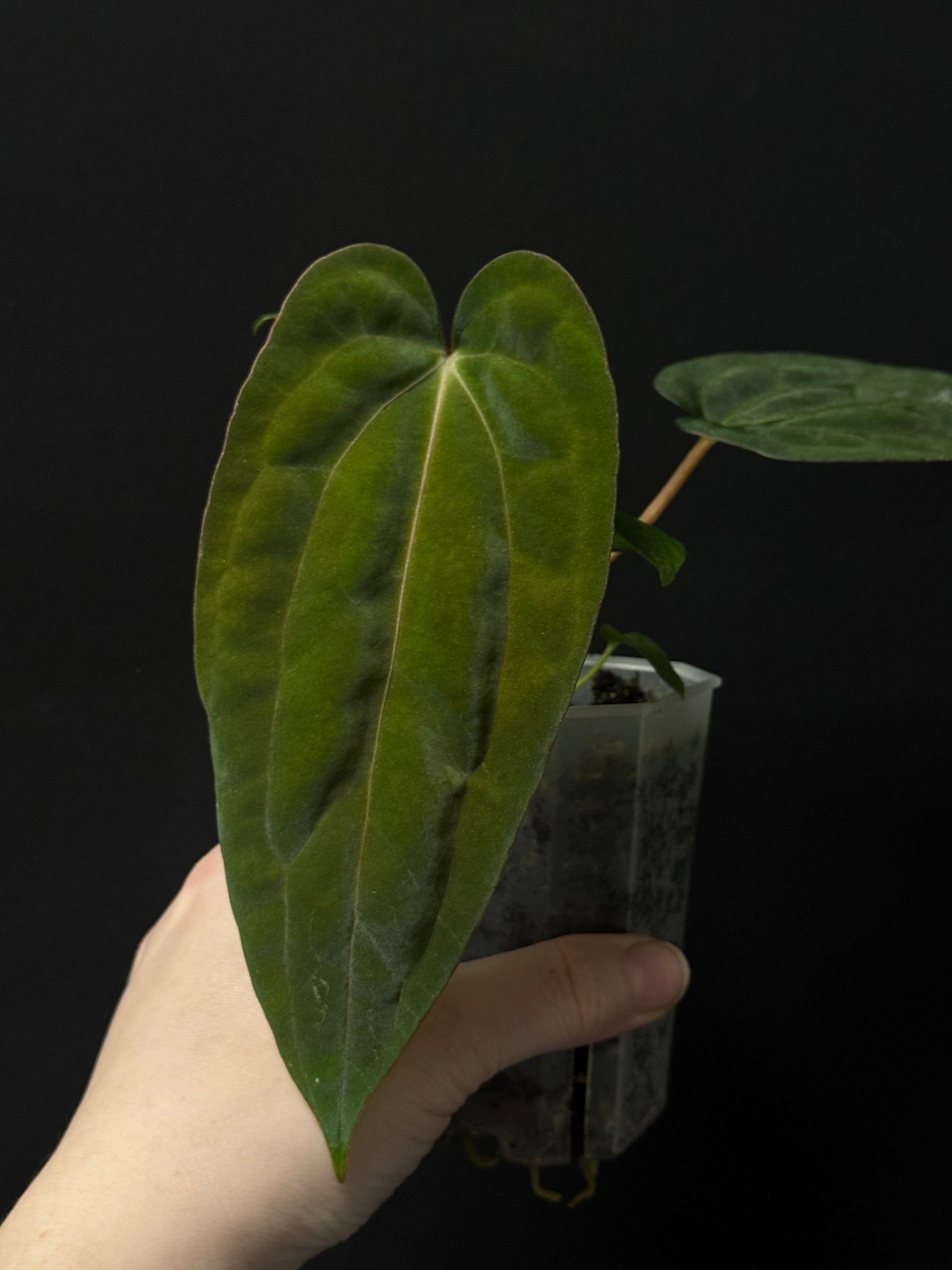 Anthurium RLxFS x (Carlablackiae x Papillilaminum) - SMUKHI