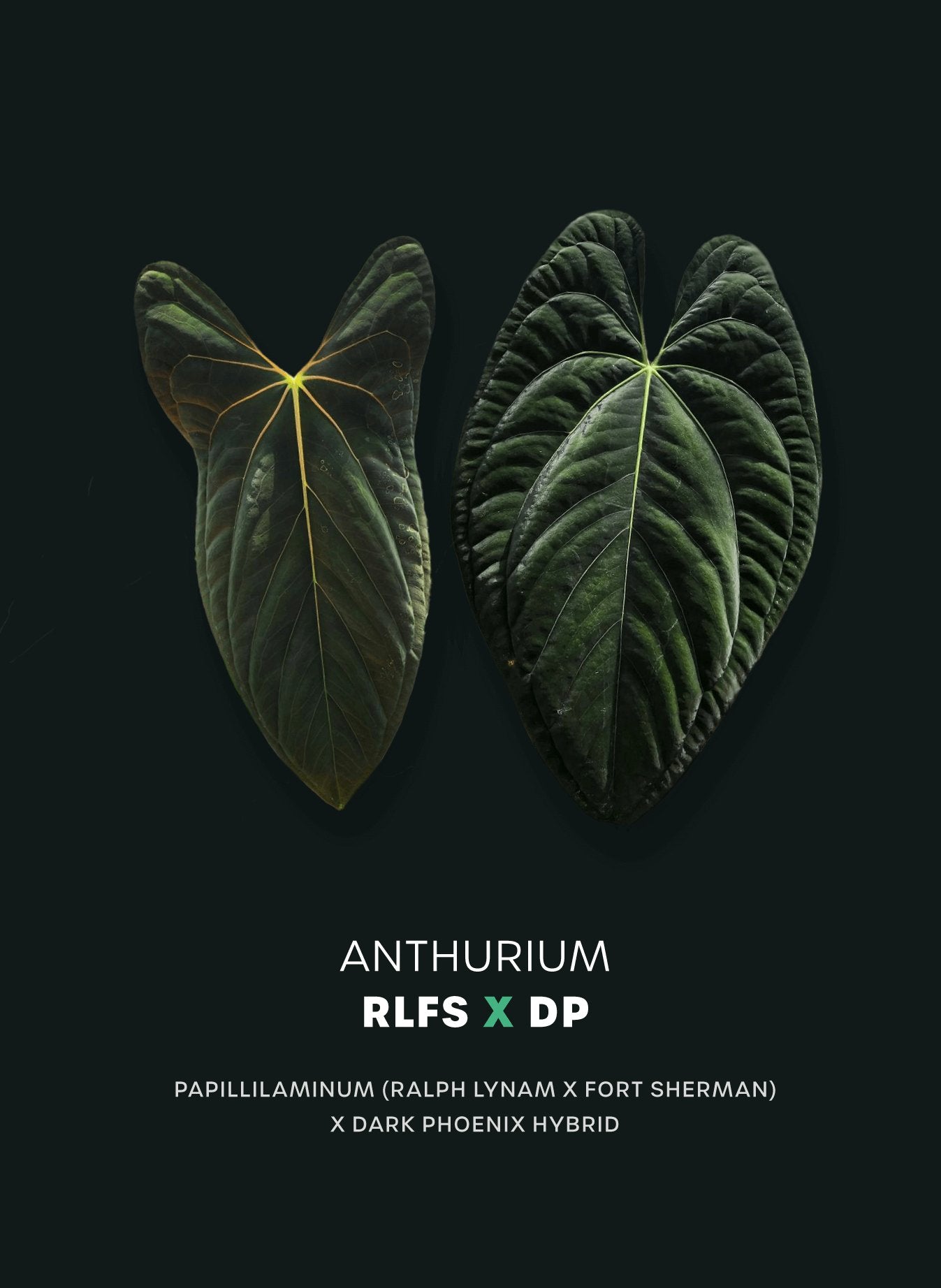 Anthurium RLxFS x Dark Phoenix - SMUKHI