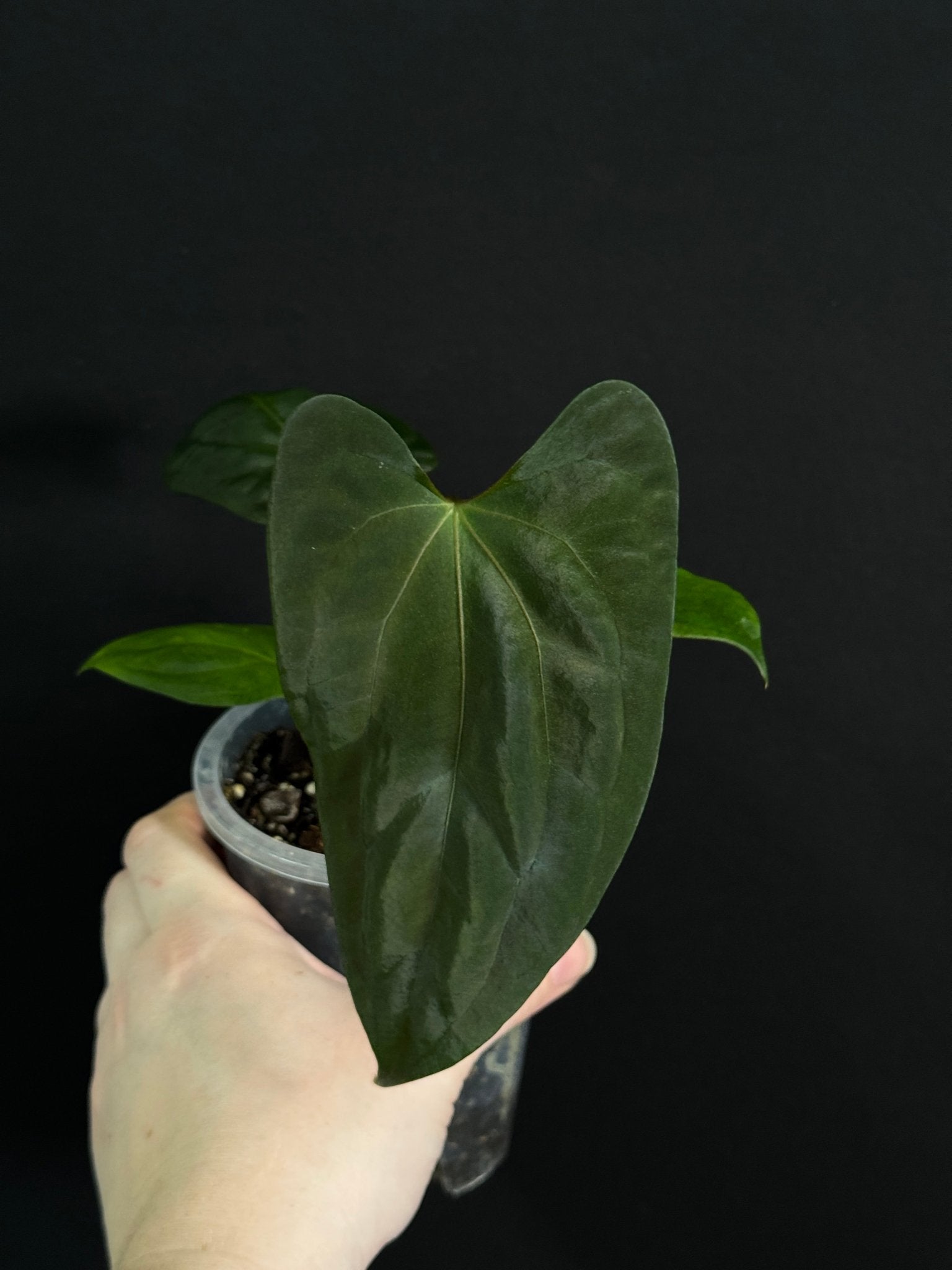 Anthurium RLxFS x Dark Phoenix - SMUKHI