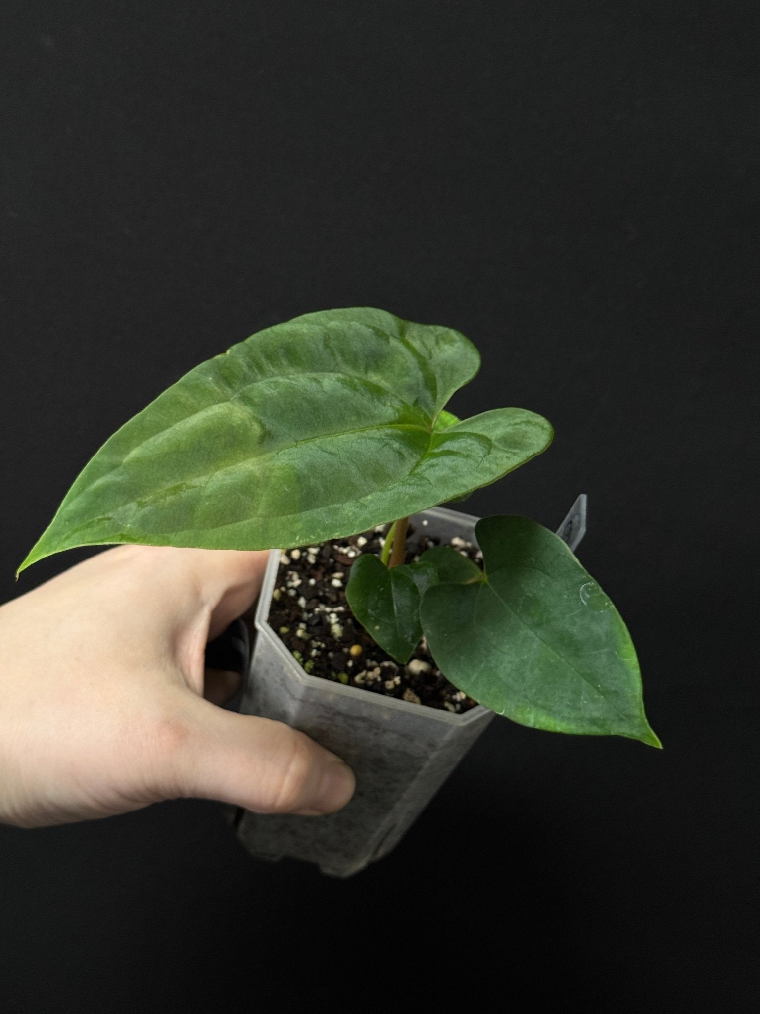 Anthurium RLxFS x NSE Papillilaminum - SMUKHI