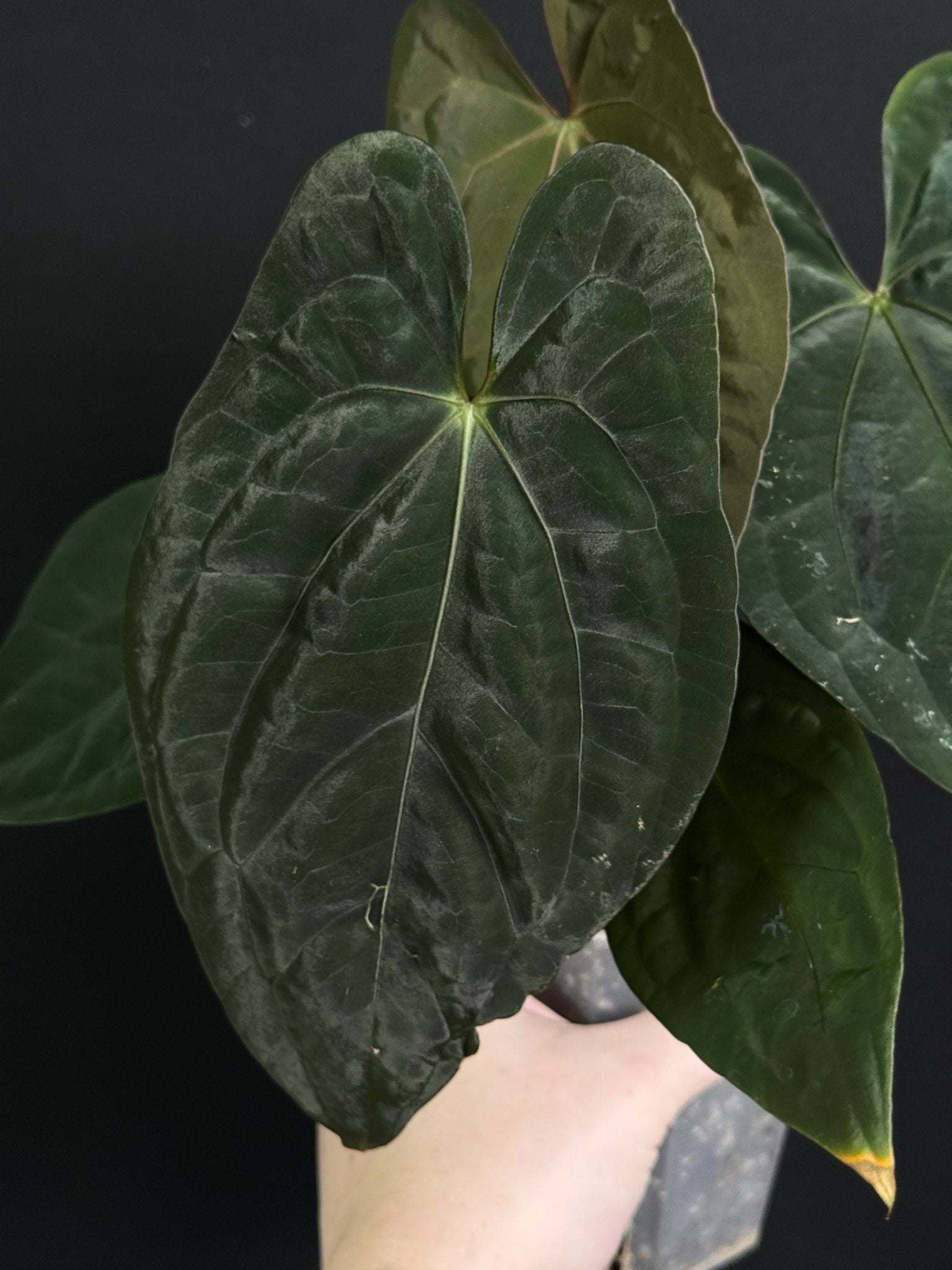 Anthurium ‘Sherpa’ (Dark Phoenix x RVDP) - Clone - SMUKHI