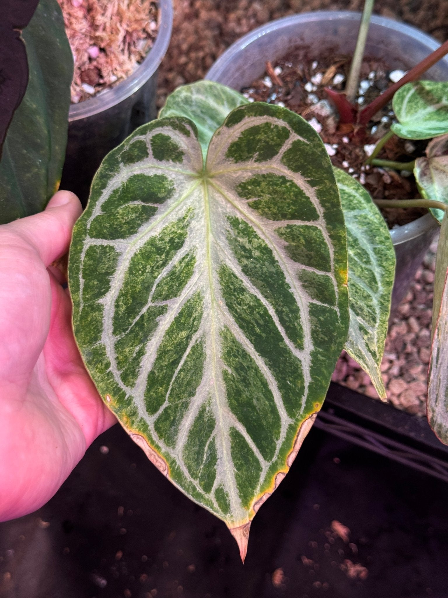 Anthurium Silver Blush Mint Variegata - Offshoot - SMUKHI