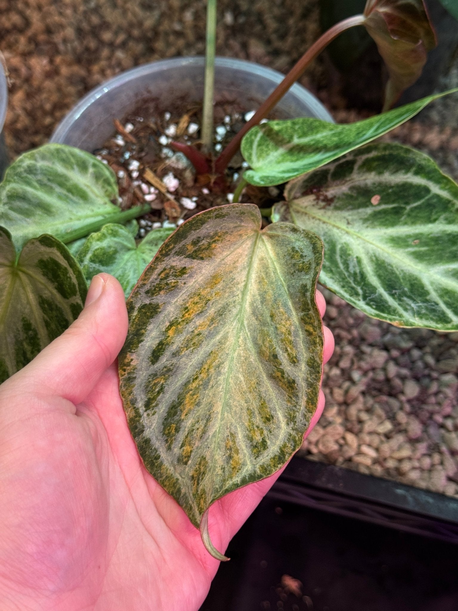 Anthurium Silver Blush Mint Variegata - Offshoot - SMUKHI