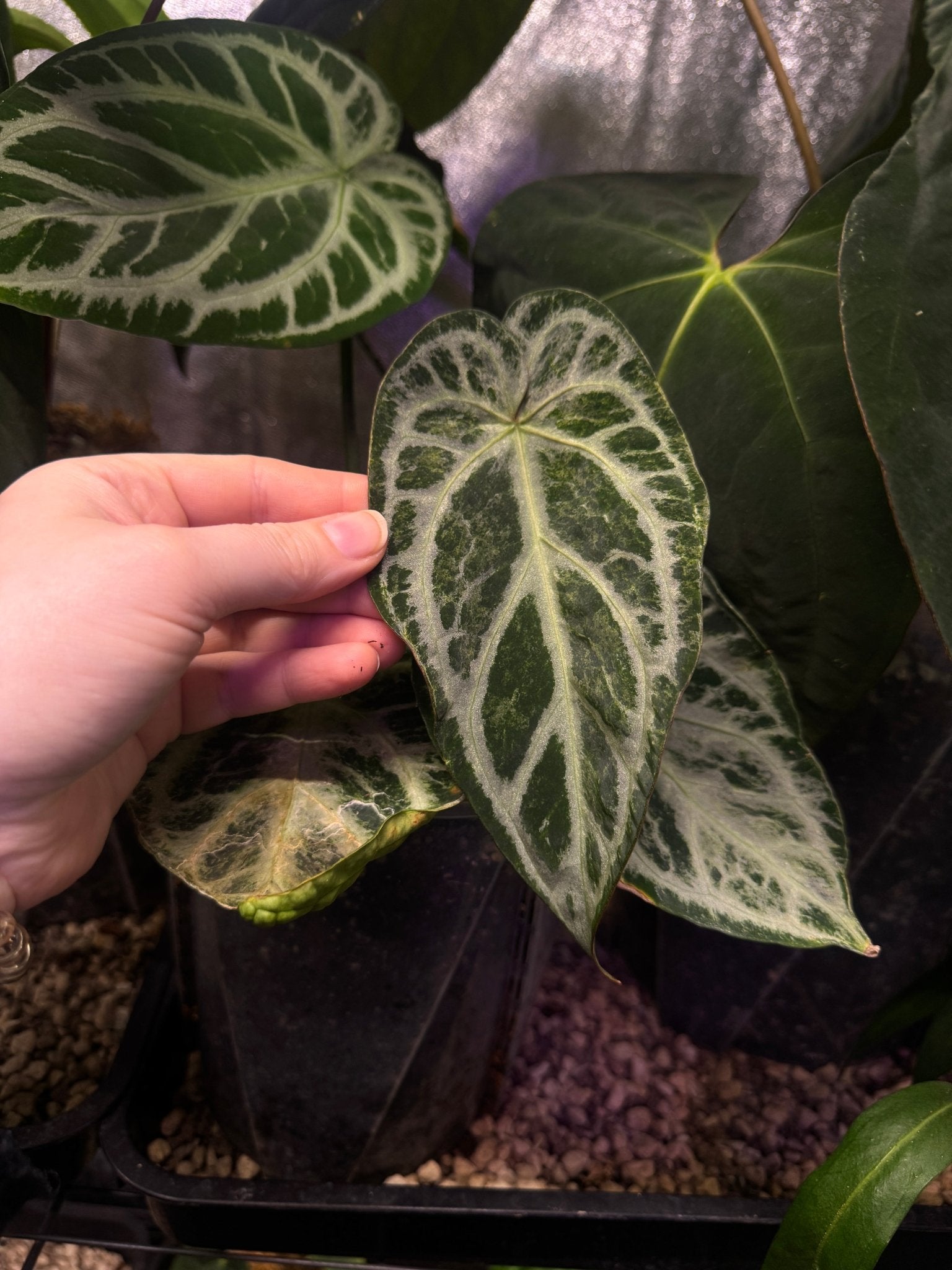 Anthurium Silver Blush Mint Variegata - SMUKHI