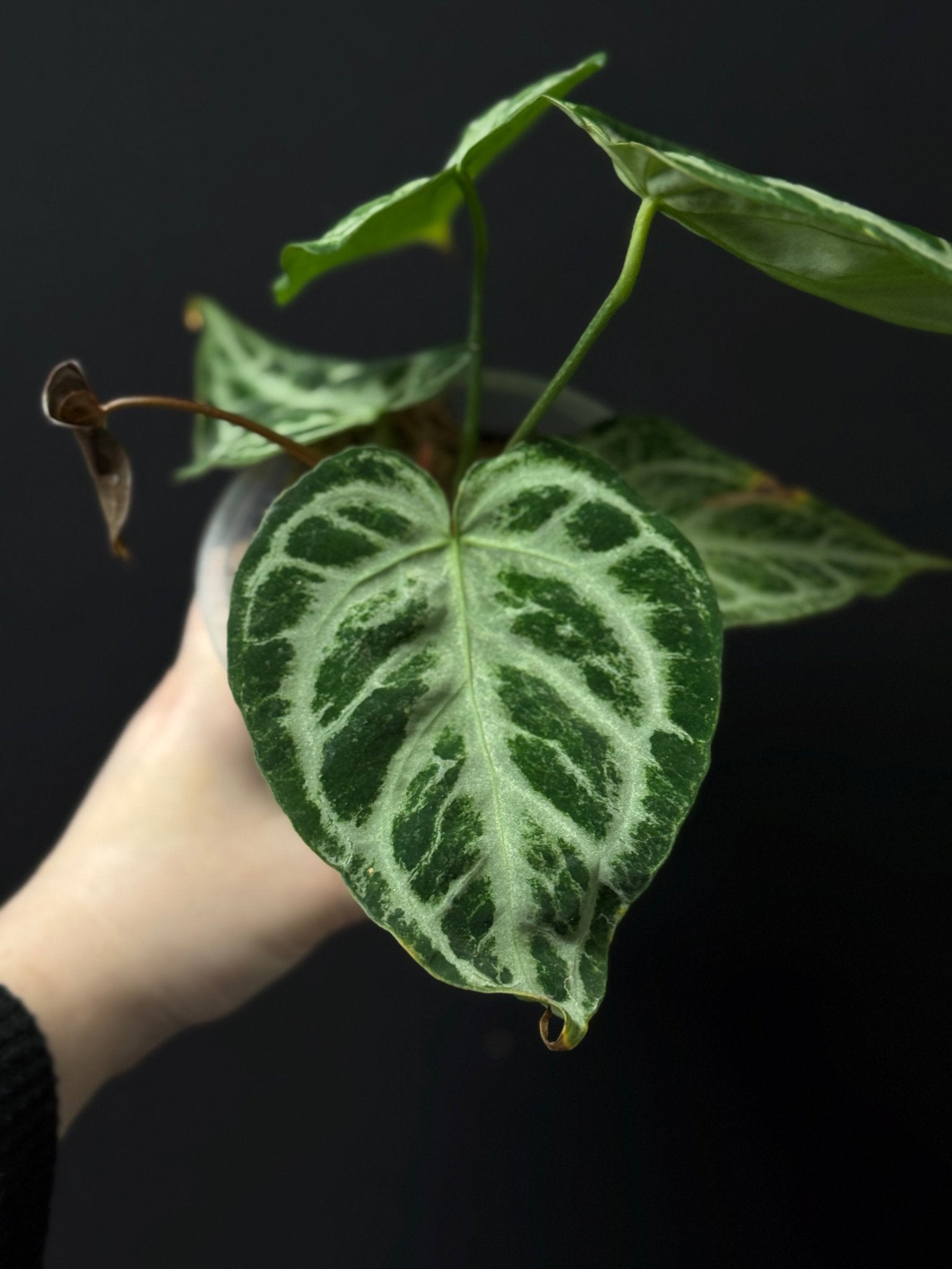 Anthurium Silver Blush Mint Variegata - SMUKHI