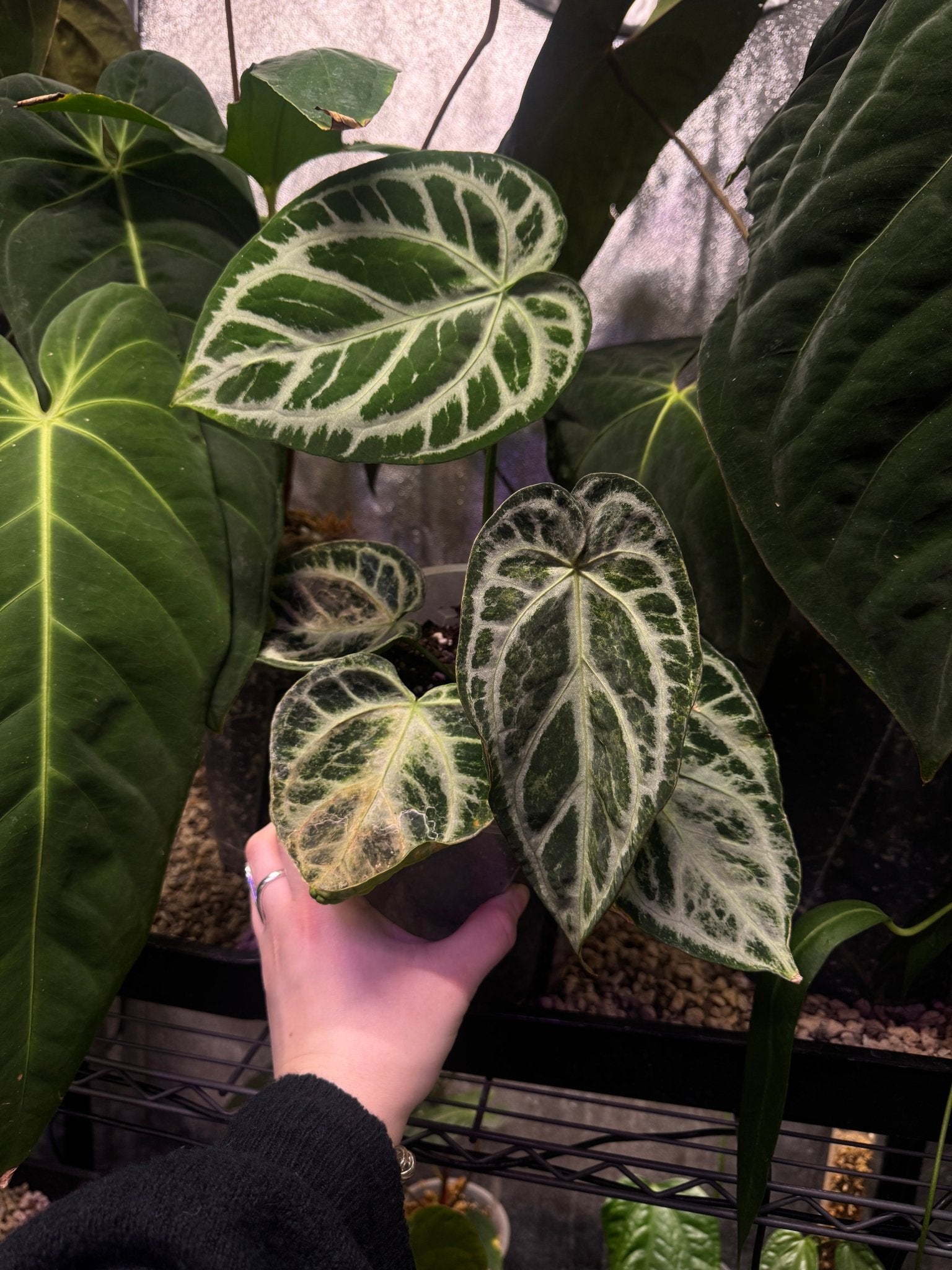 Anthurium Silver Blush Mint Variegata - SMUKHI