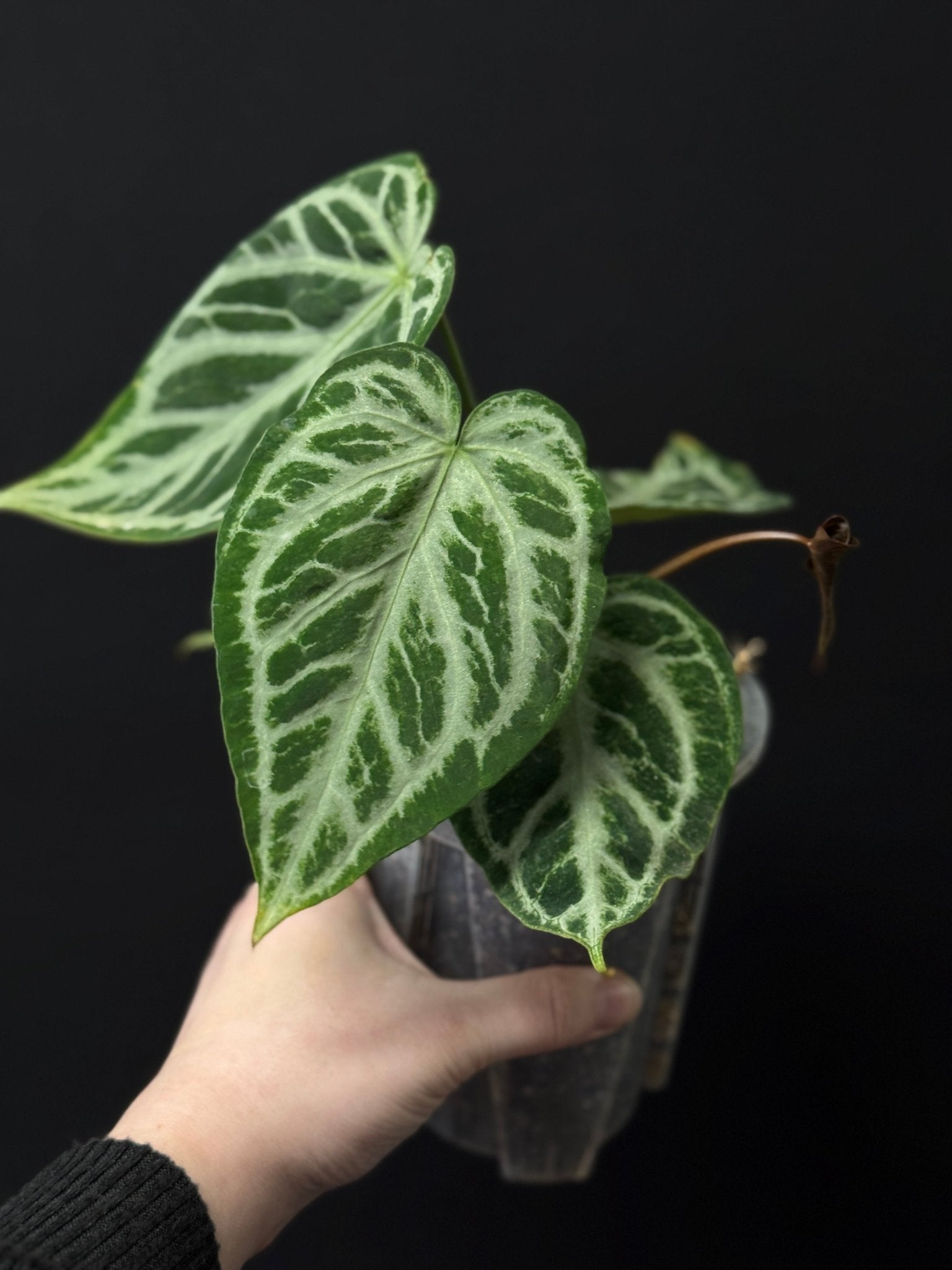 Anthurium Silver Blush Mint Variegata - SMUKHI