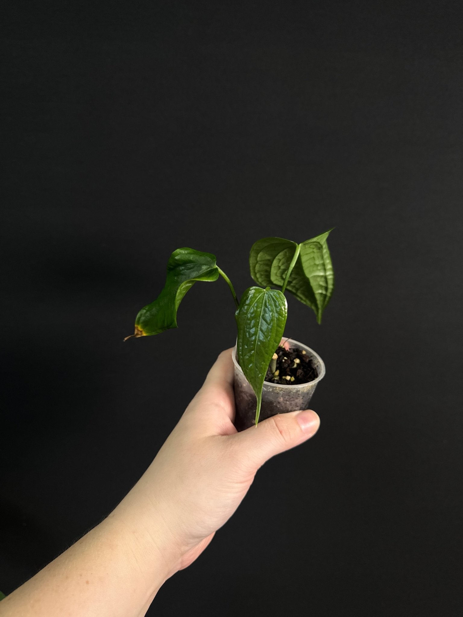 Anthurium sp. Limon - SMUKHI