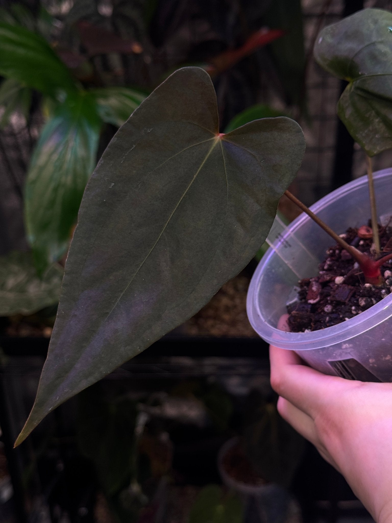 Anthurium sp. Nov DF - SMUKHI