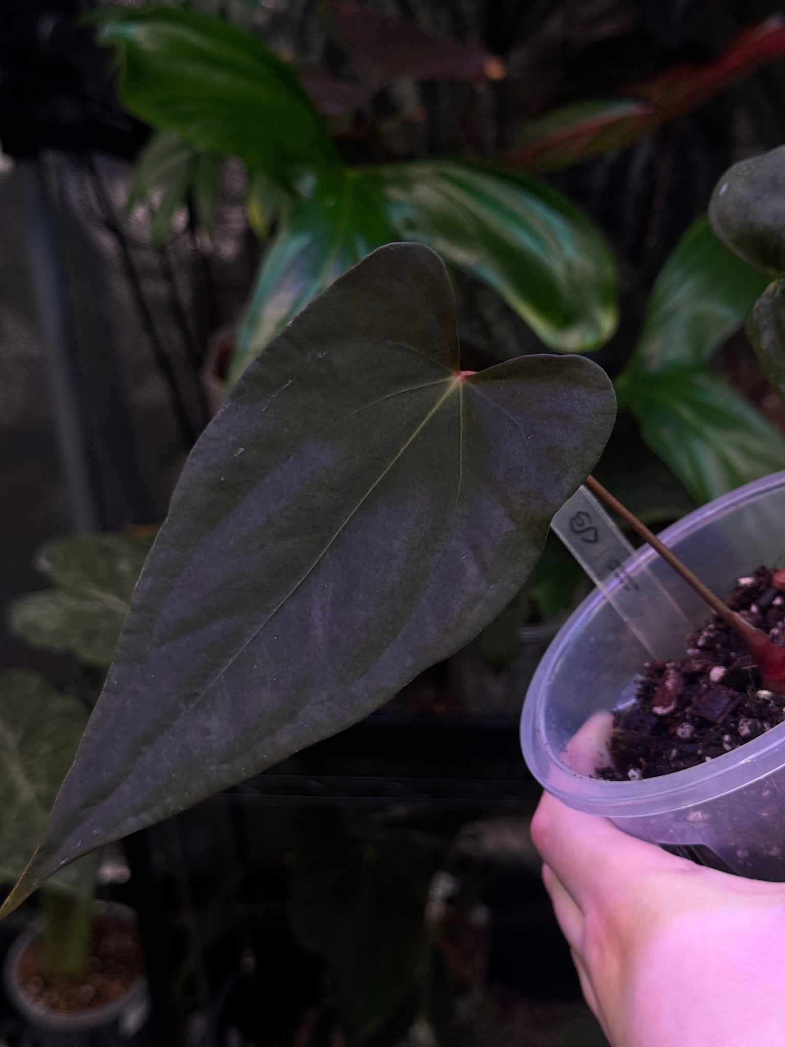 Anthurium sp. Nov DF - SMUKHI