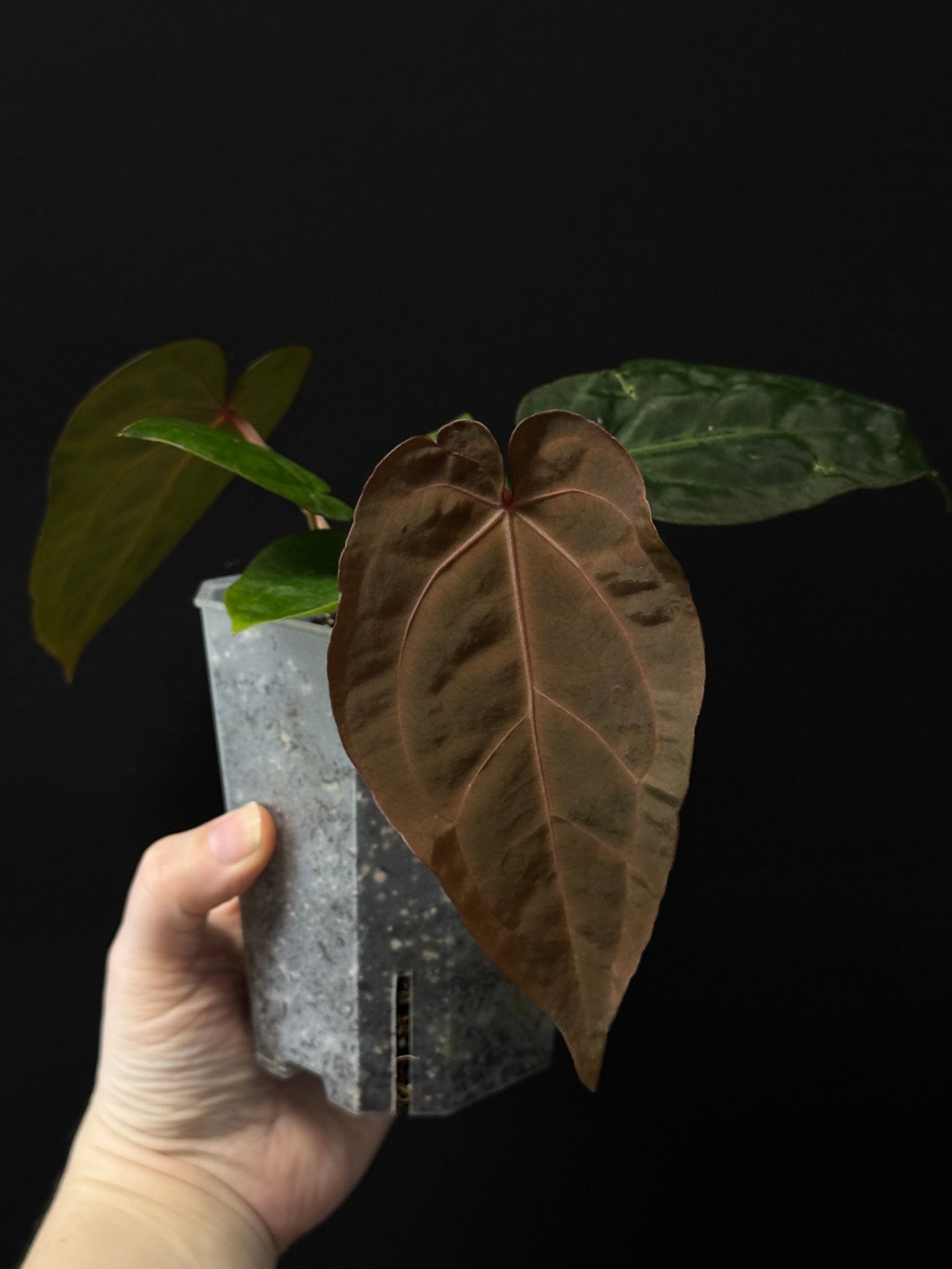 Anthurium Subsignatum x Red Vein Dark Phoenix - SMUKHI