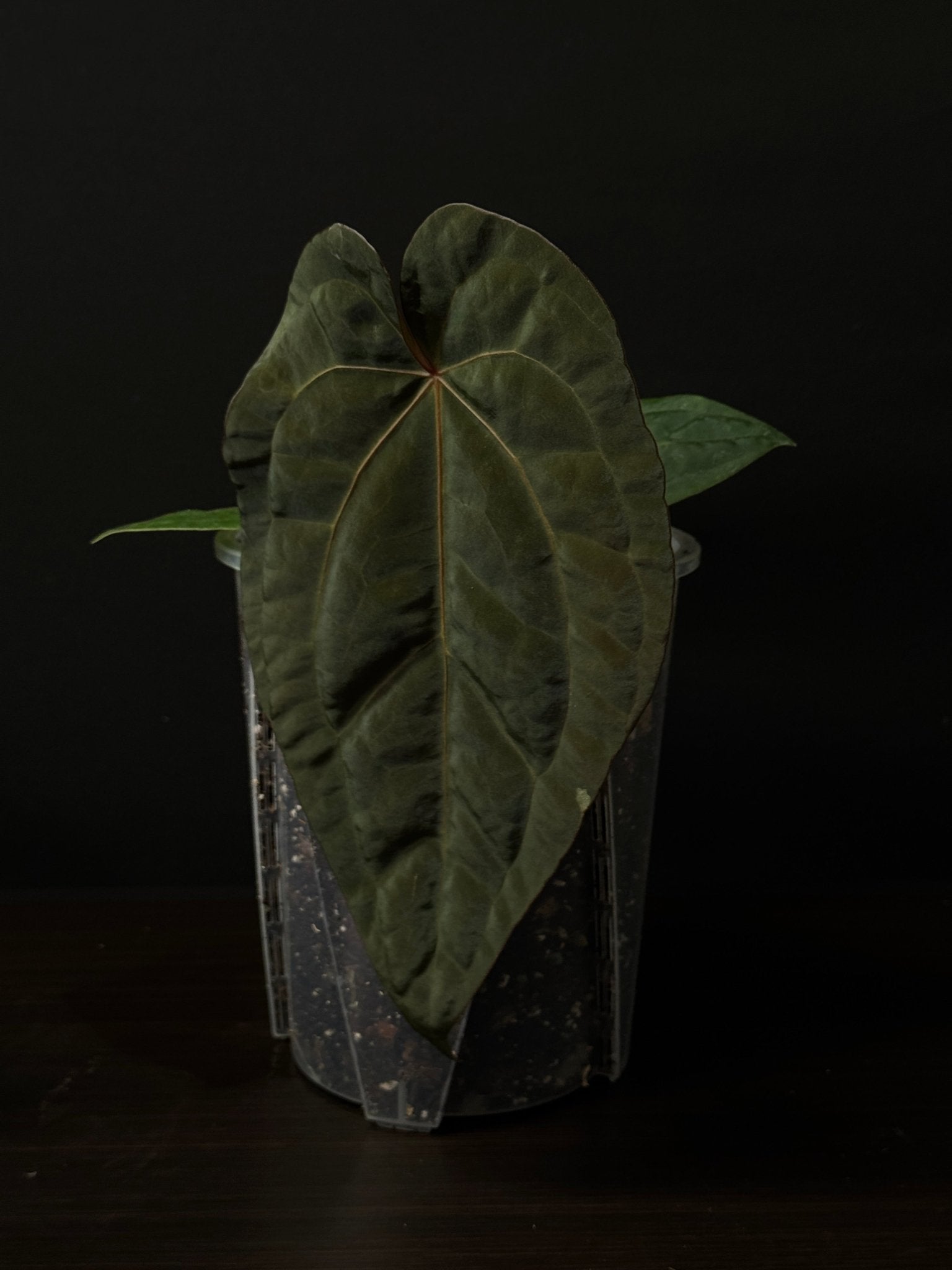 Anthurium Subsignatum x Red Vein Dark Phoenix - SMUKHI