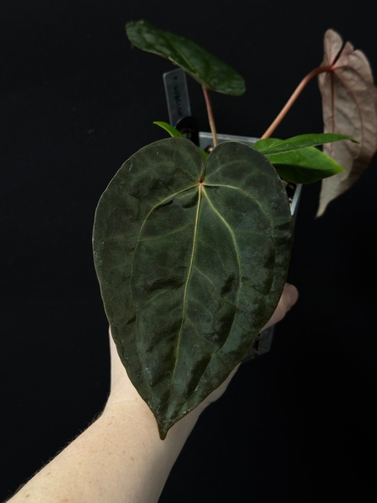 Anthurium Subsignatum x Red Vein Dark Phoenix - SMUKHI