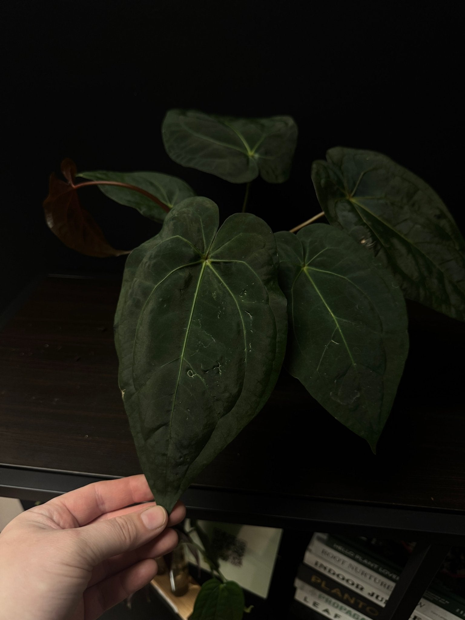 Anthurium Subsignatum x Red Vein Dark Phoenix - SMUKHI