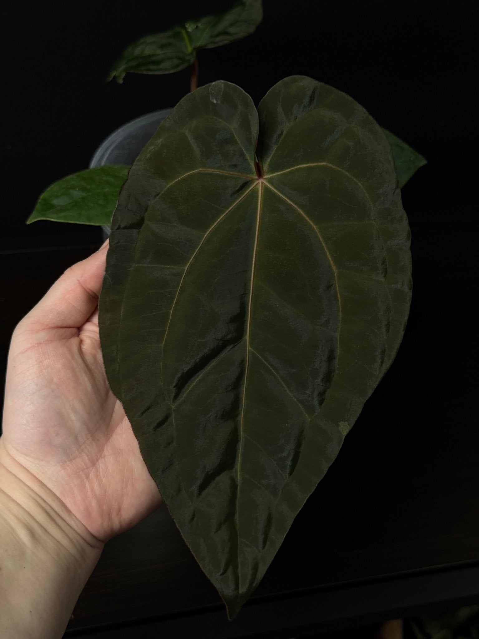 Anthurium Subsignatum x Red Vein Dark Phoenix - SMUKHI