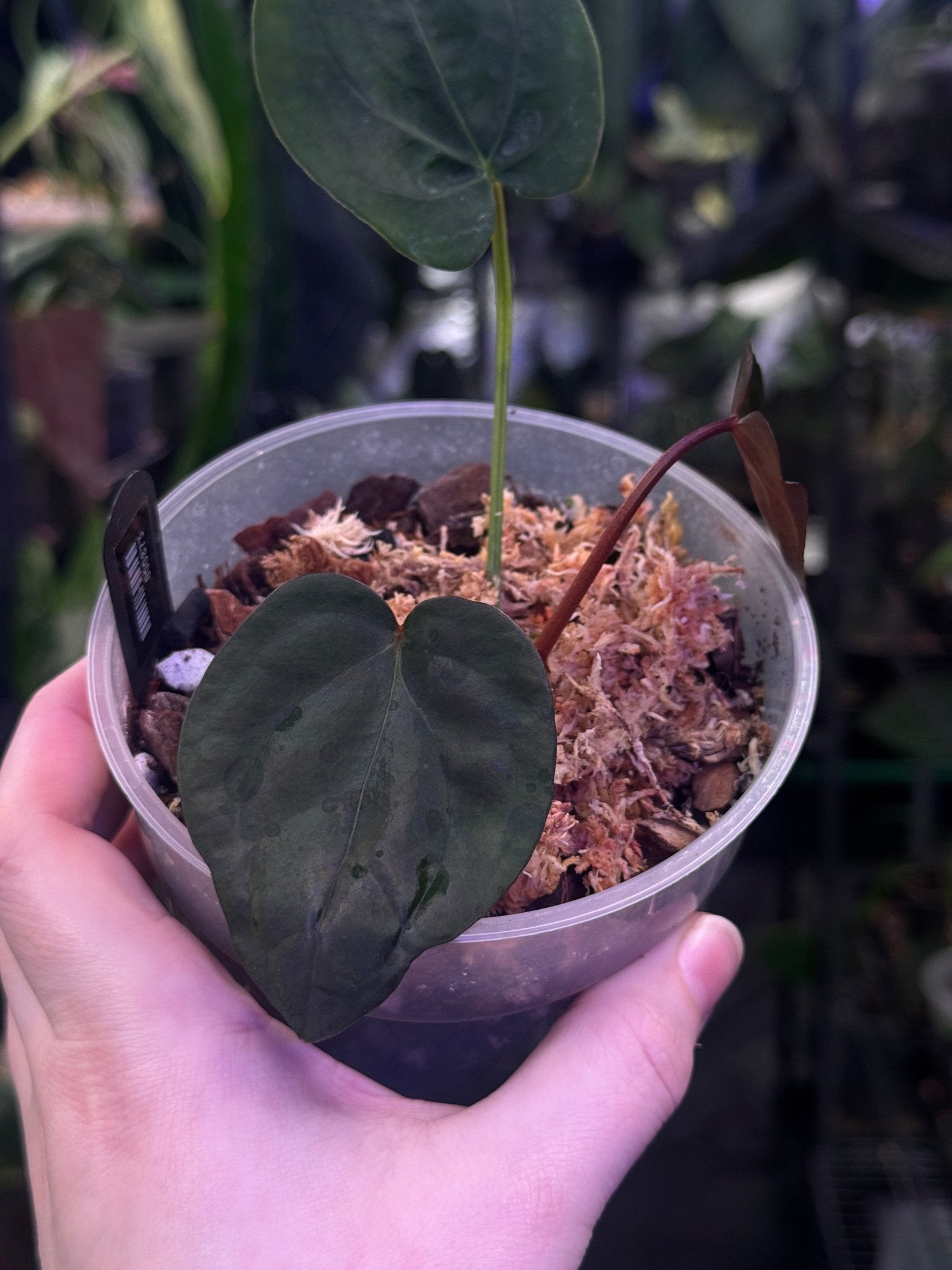 Anthurium Subsignatum x Red Vein Dark Phoenix - SMUKHI