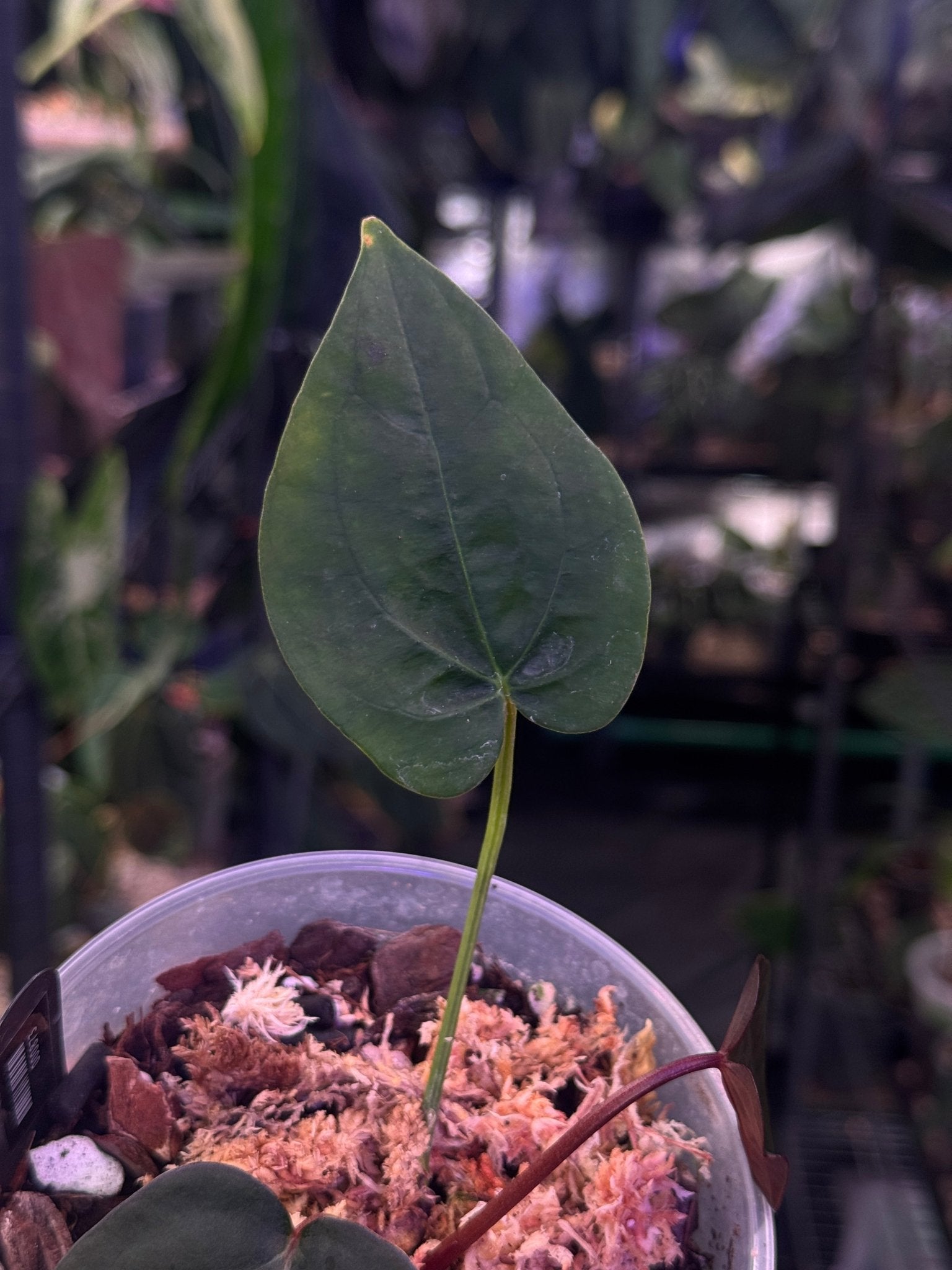 Anthurium Subsignatum x Red Vein Dark Phoenix - SMUKHI