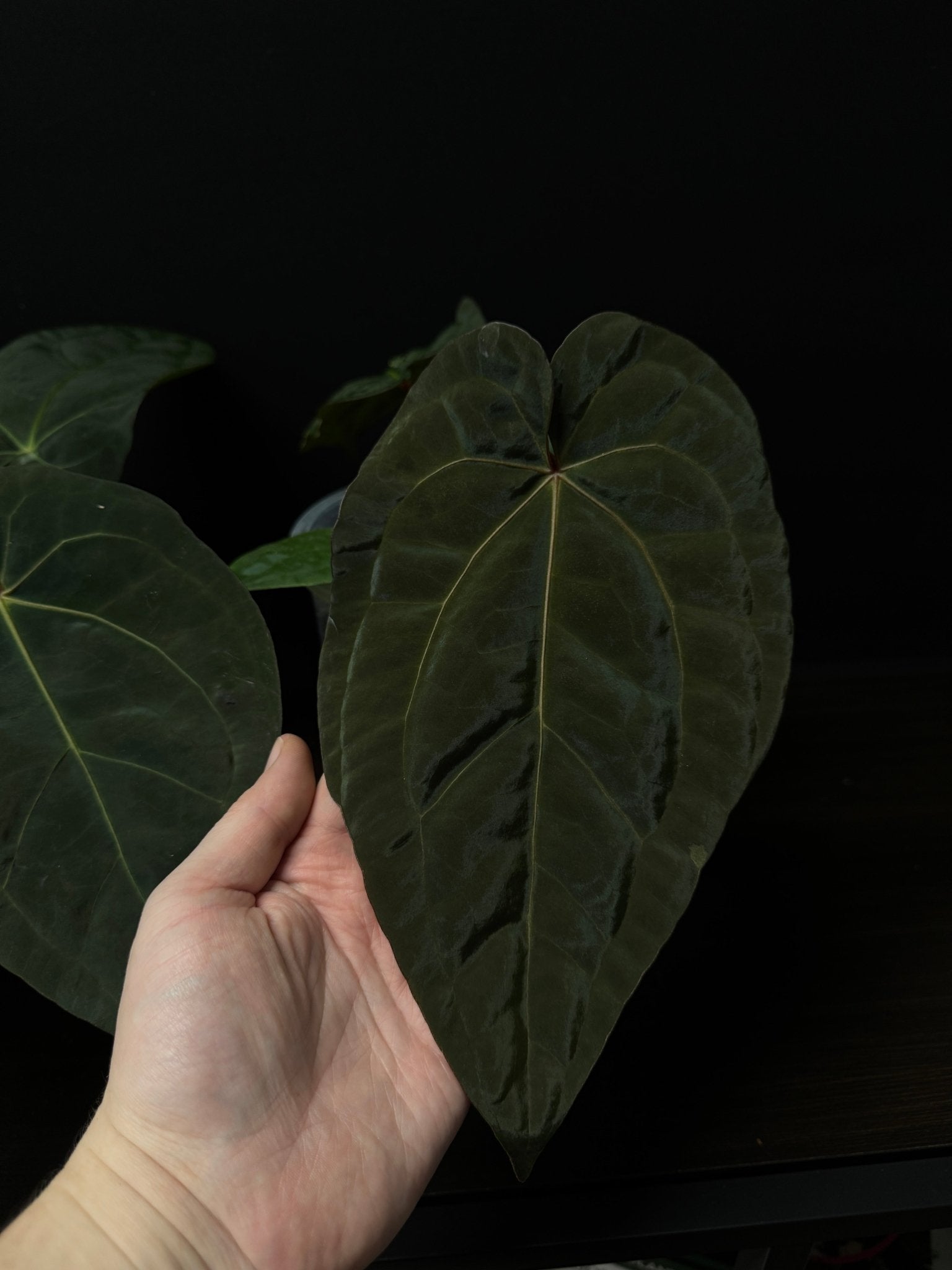 Anthurium Subsignatum x Red Vein Dark Phoenix - SMUKHI