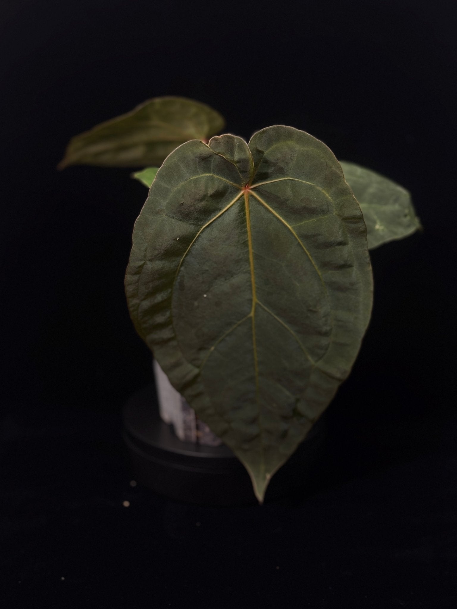 Anthurium Subsignatum x Red Vein Dark Phoenix - SMUKHI