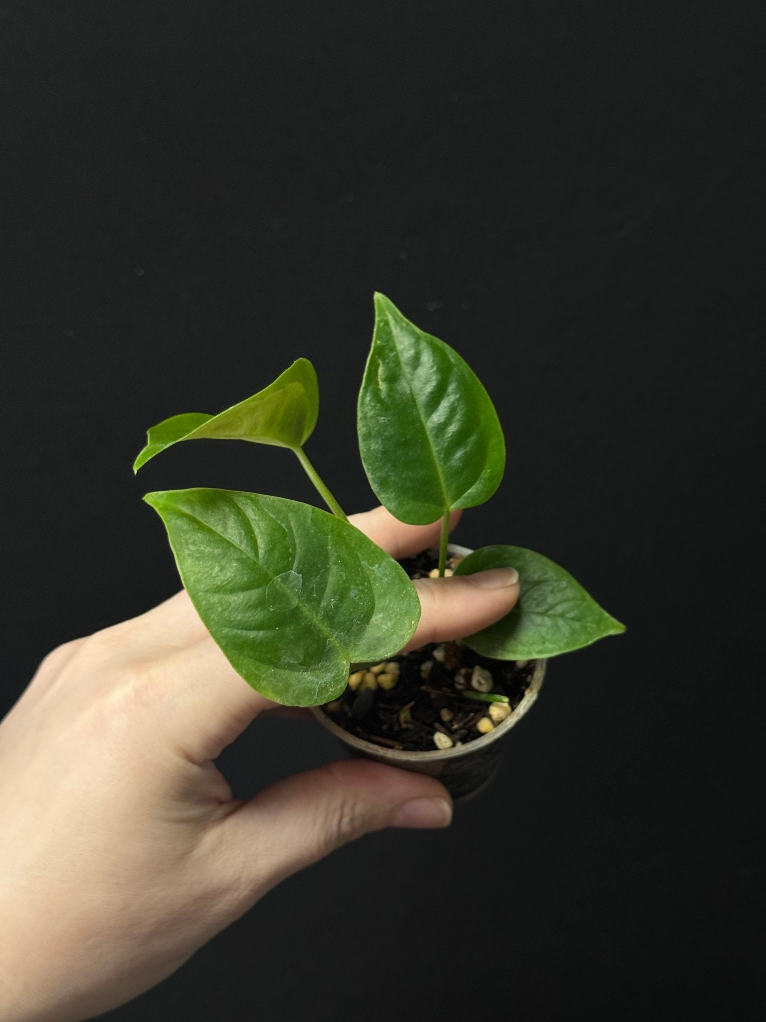 Anthurium Veitchii - SMUKHI