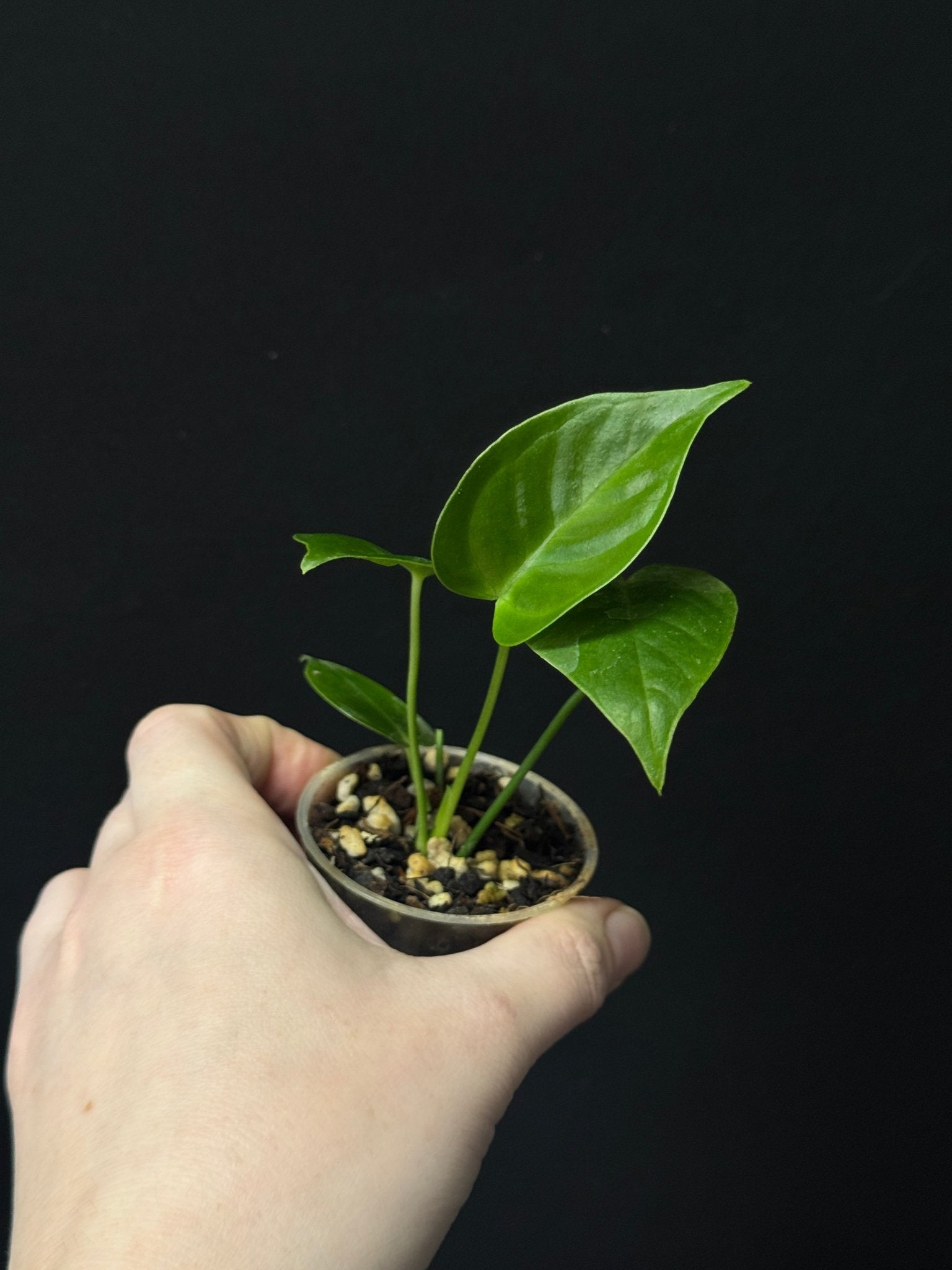 Anthurium Veitchii - SMUKHI