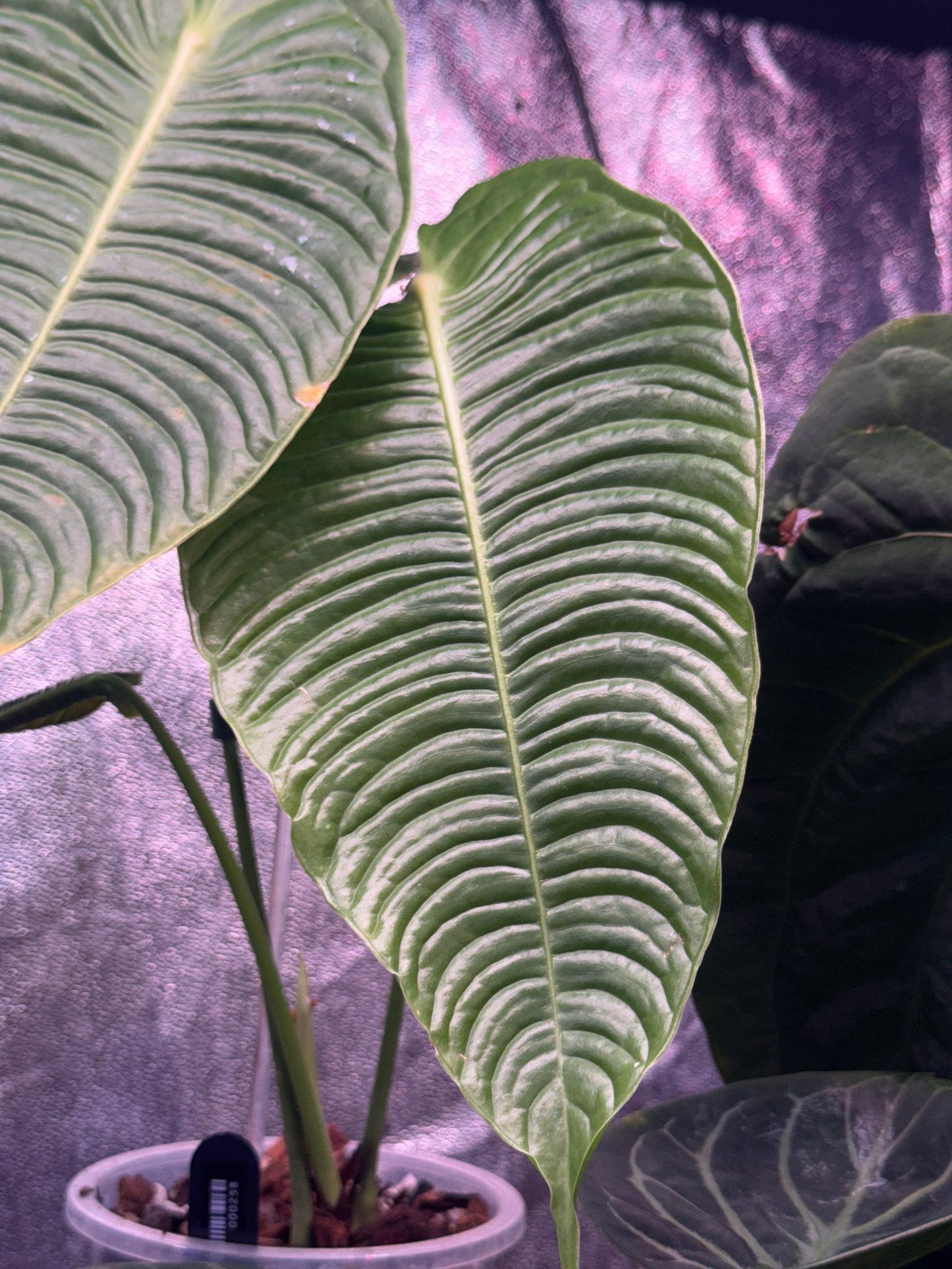 Anthurium Veitchii Super Narrow - SMUKHI