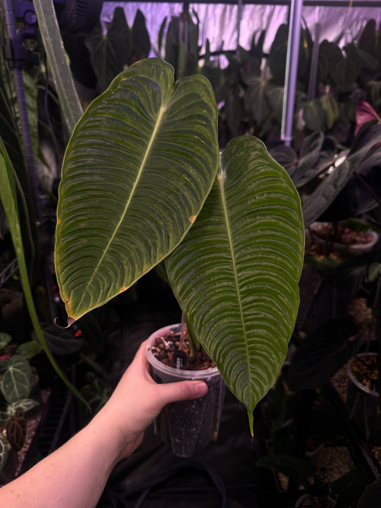 Anthurium Veitchii Super Narrow - SMUKHI