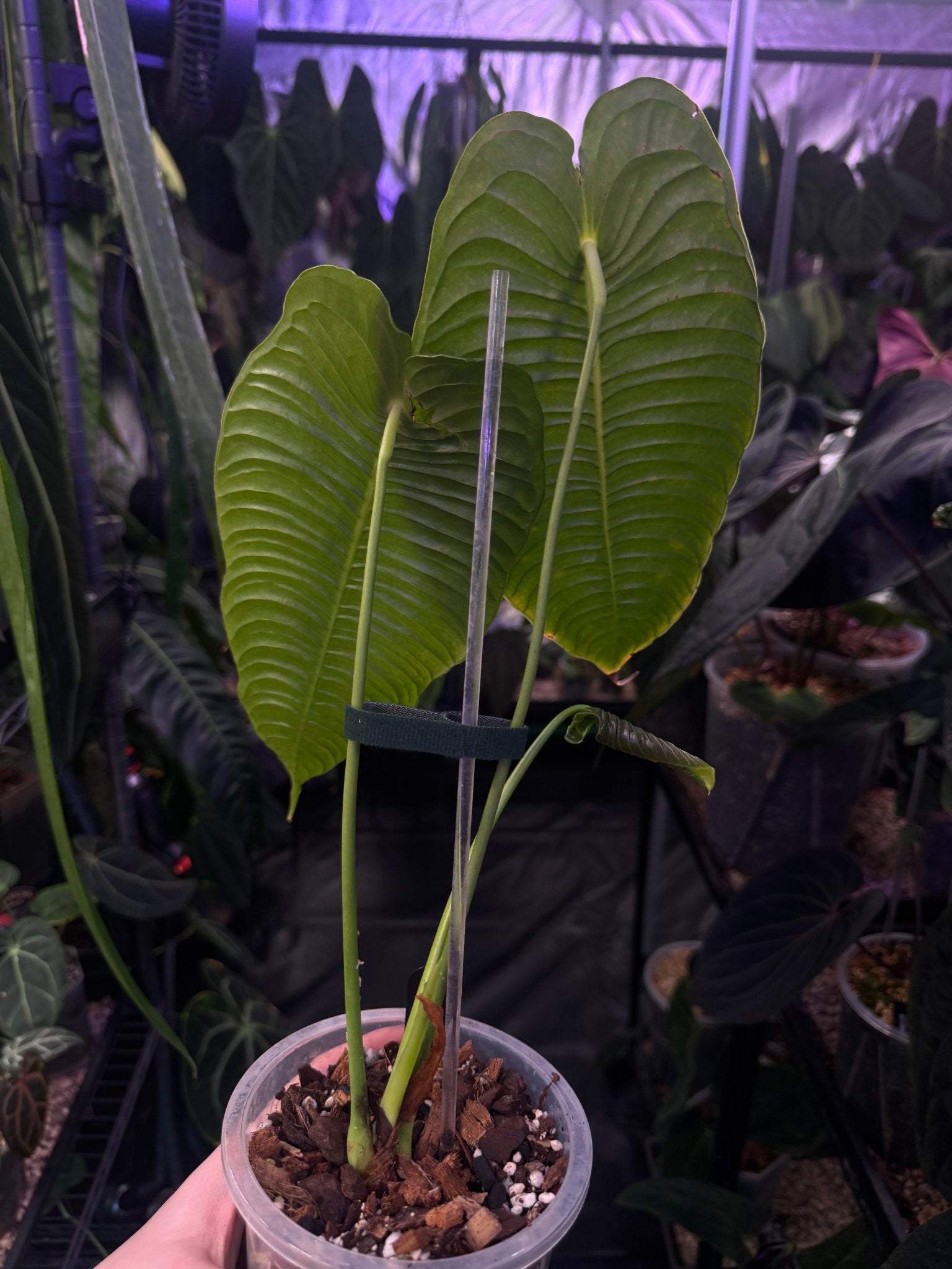 Anthurium Veitchii Super Narrow - SMUKHI