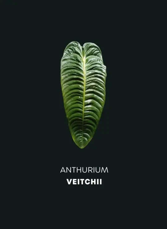 Anthurium Veitchii (XS) - SMUKHI