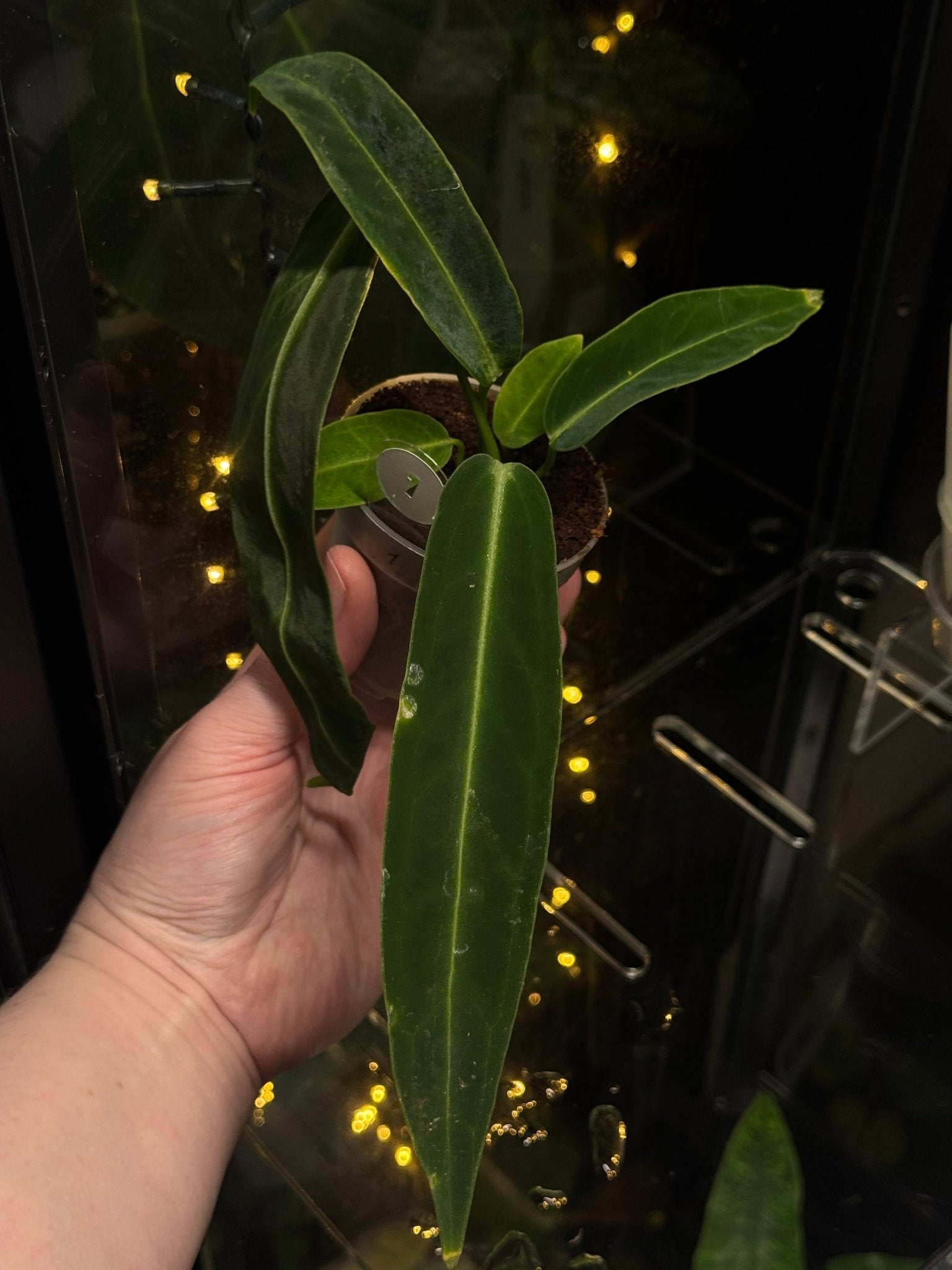 Anthurium Warocqueanum - SMUKHI