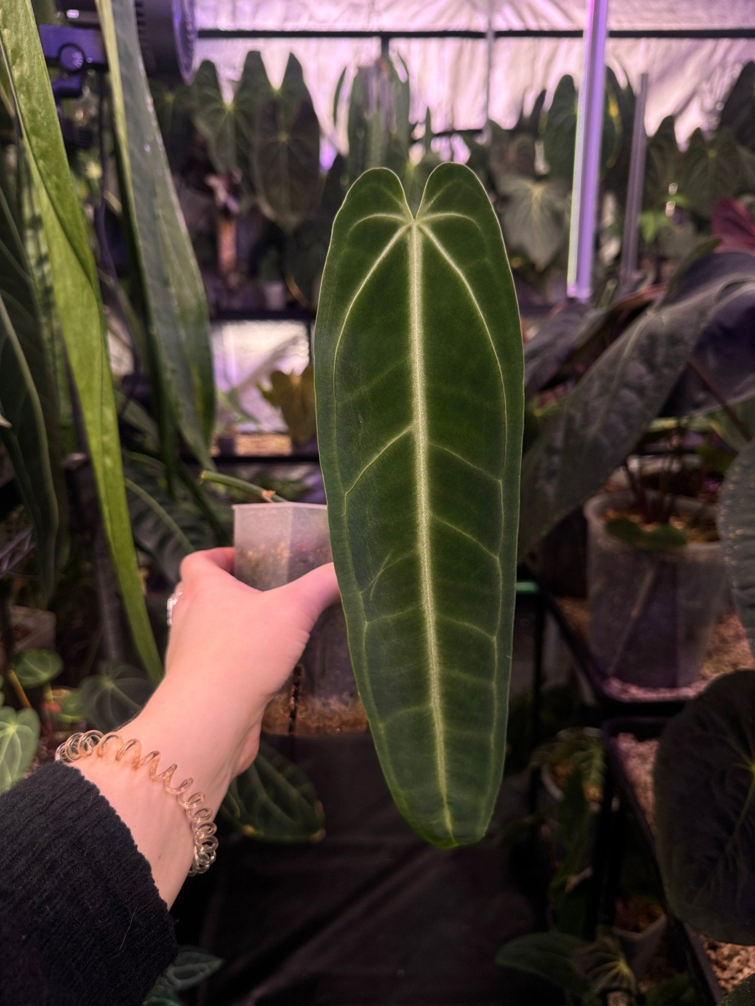 Anthurium Warocqueanum - SMUKHI