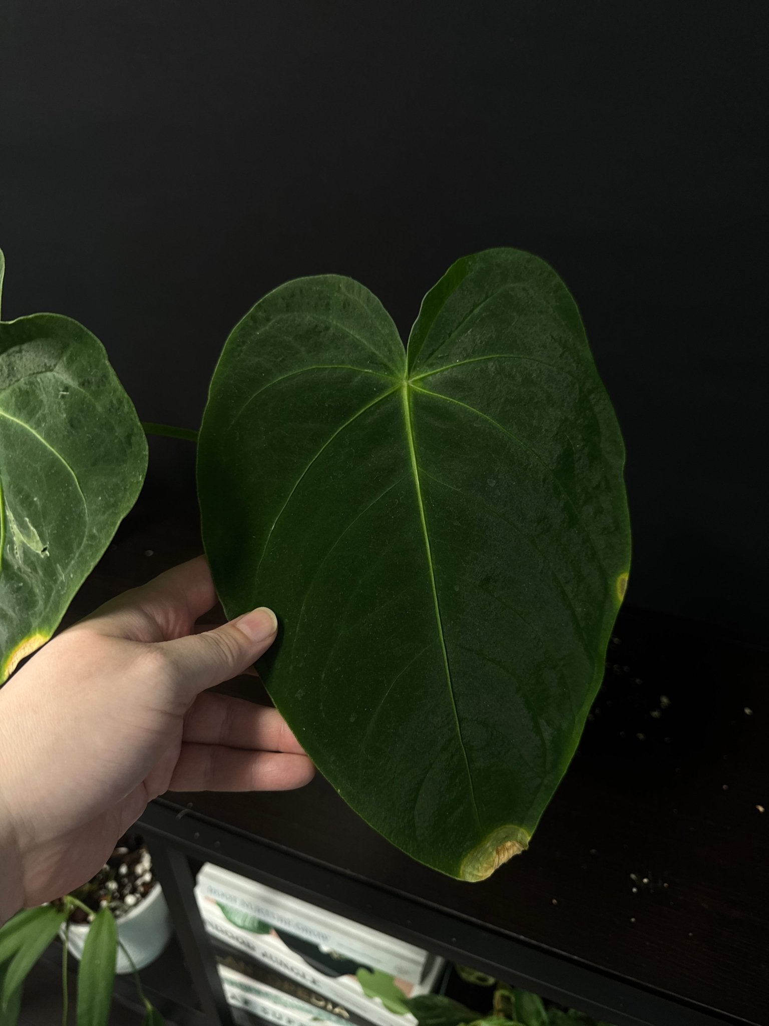 Anthurium Waterburyanum [B - grade] - SMUKHI