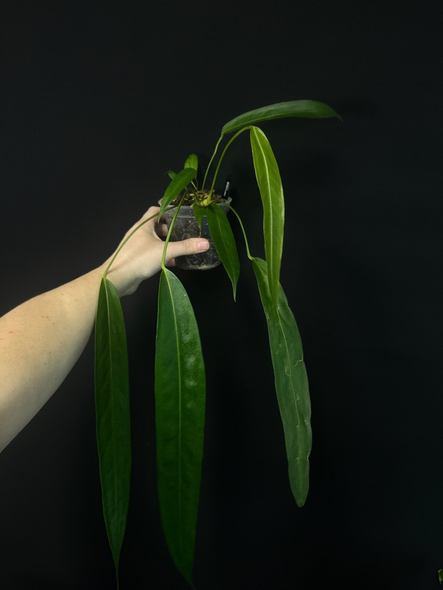 Anthurium Wendlingeri - SMUKHI