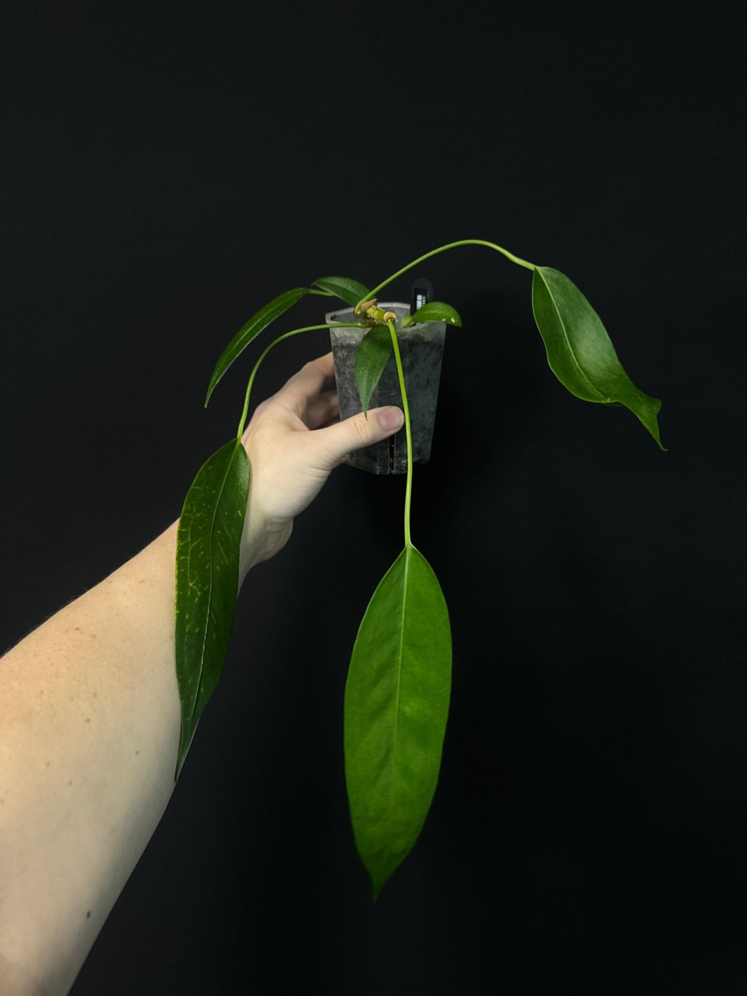 Anthurium Wendlingeri - SMUKHI