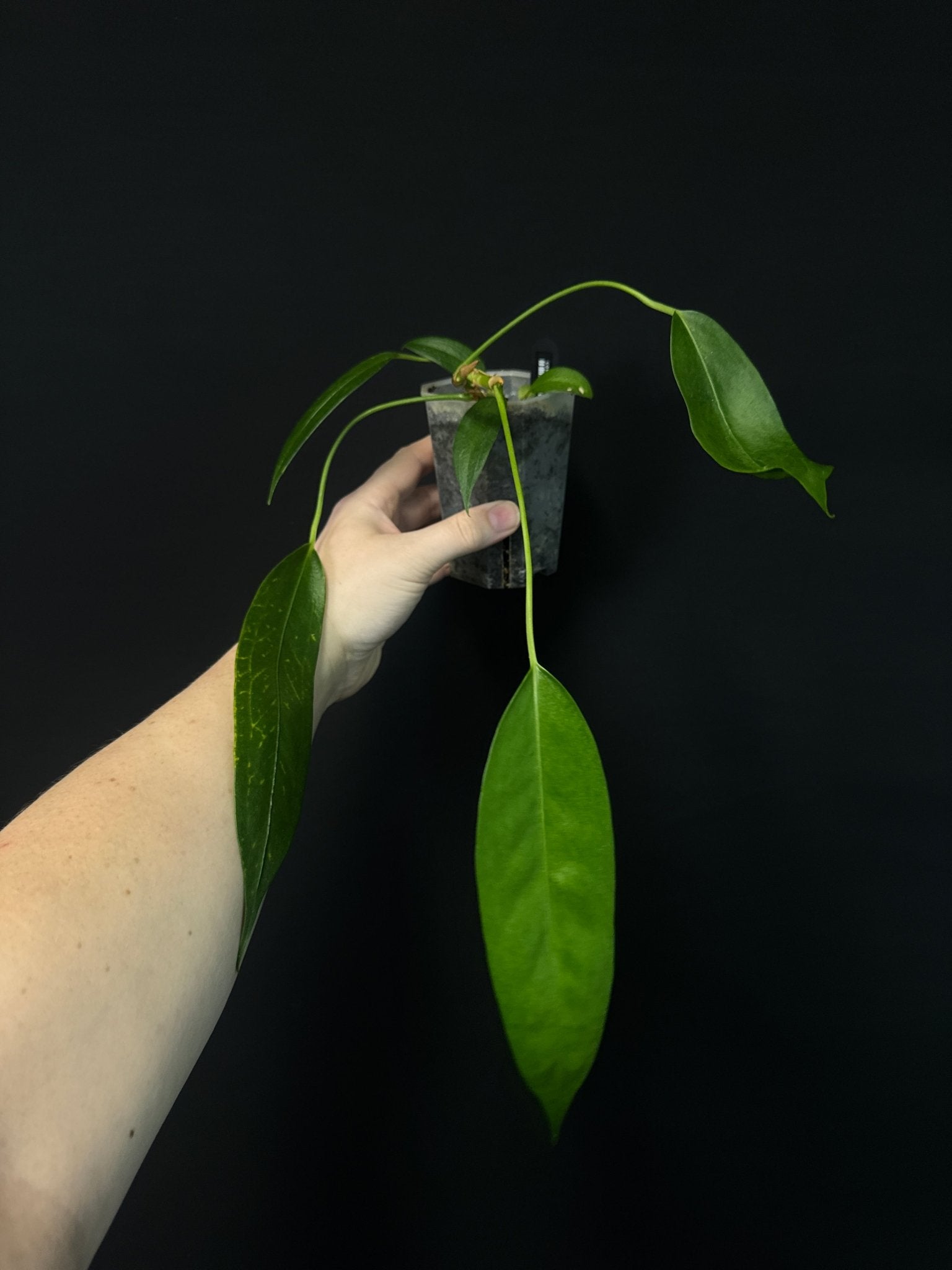 Anthurium Wendlingeri - SMUKHI