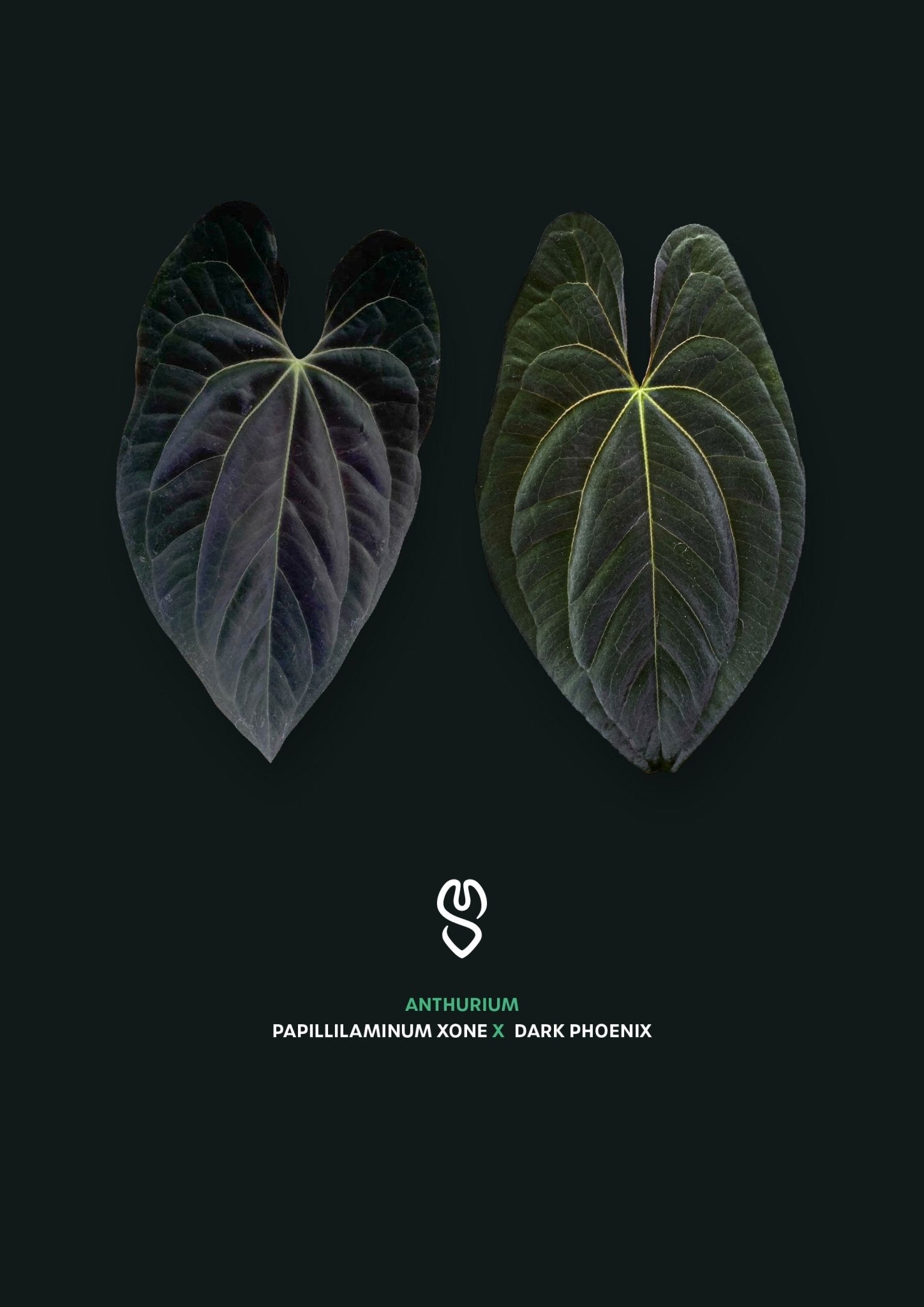 Anthurium XOne x Dark Phoenix - SMUKHI