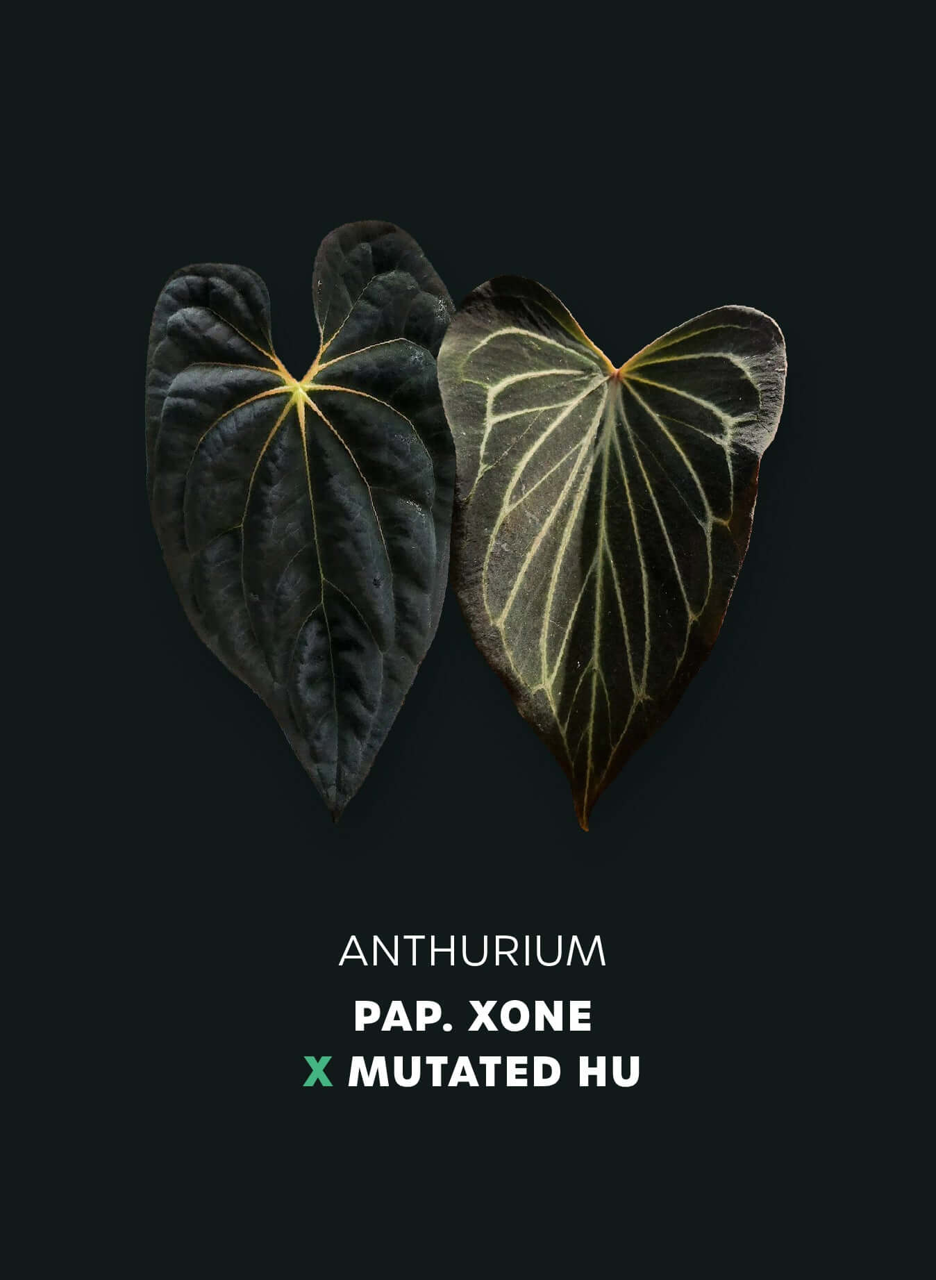 Anthurium XOne x King of Spades (HU) Mutated - SMUKHI