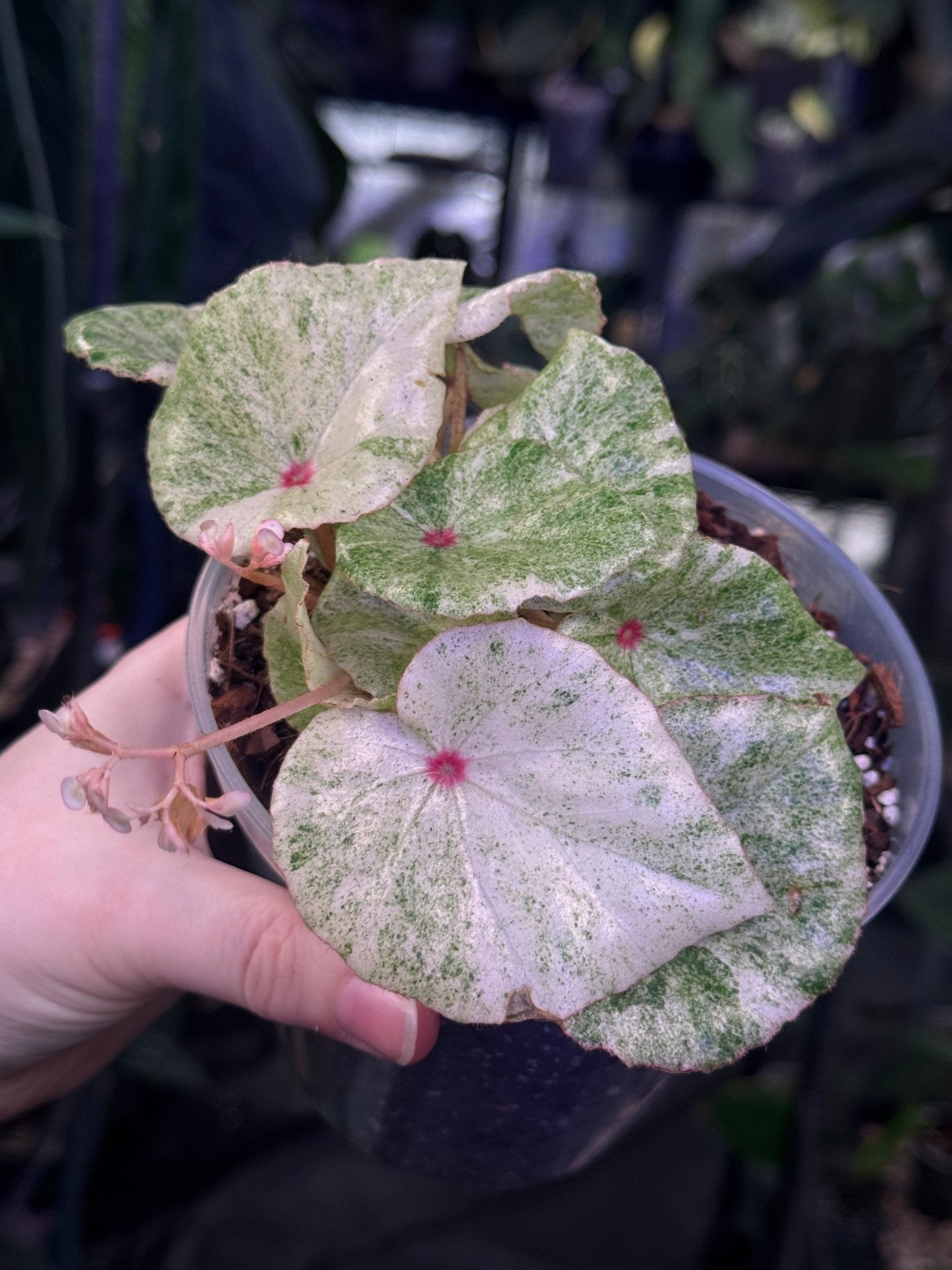 Begonia ‘Rouge Variegata Ultra’ - SMUKHI