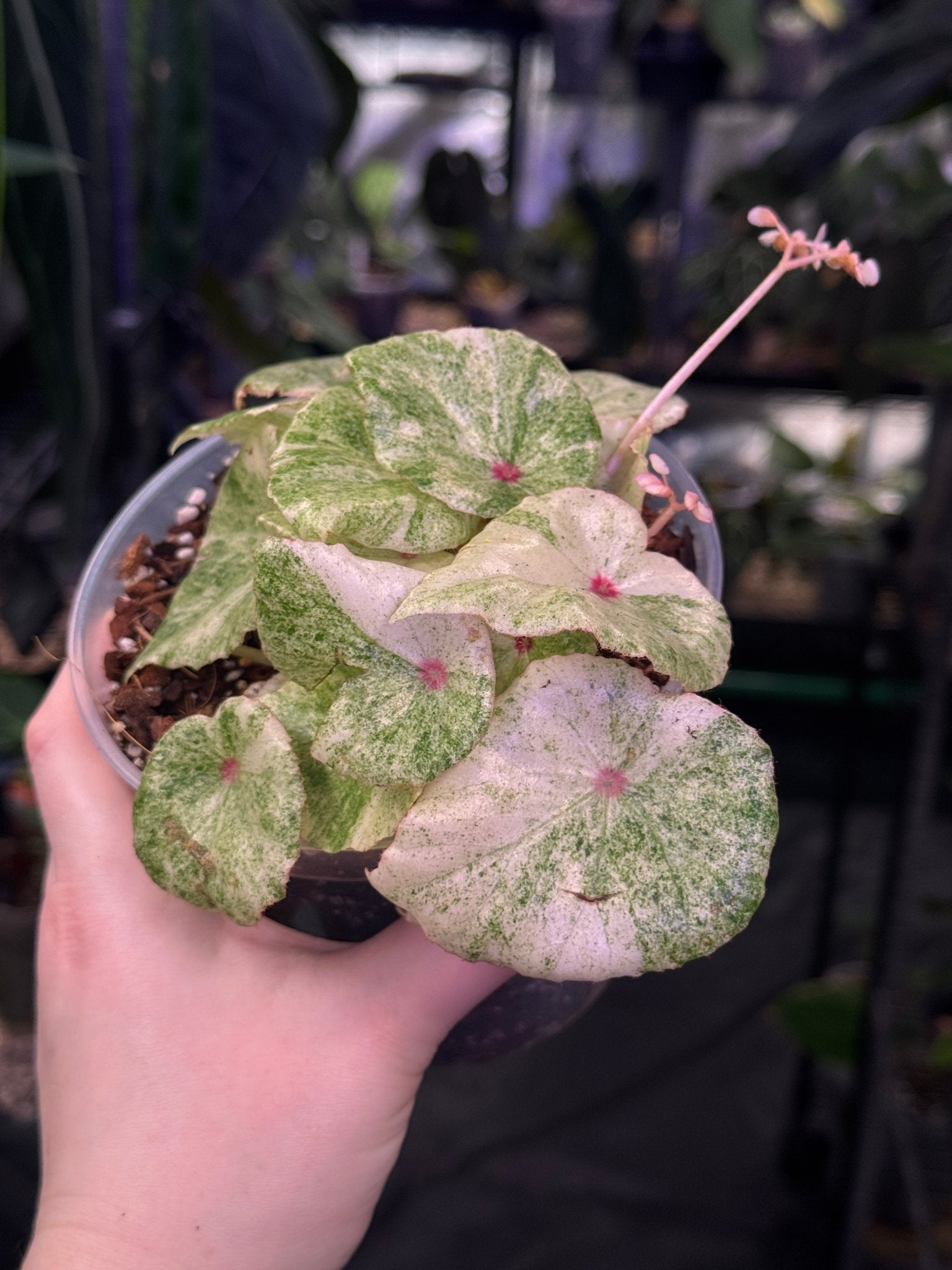 Begonia ‘Rouge Variegata Ultra’ - SMUKHI