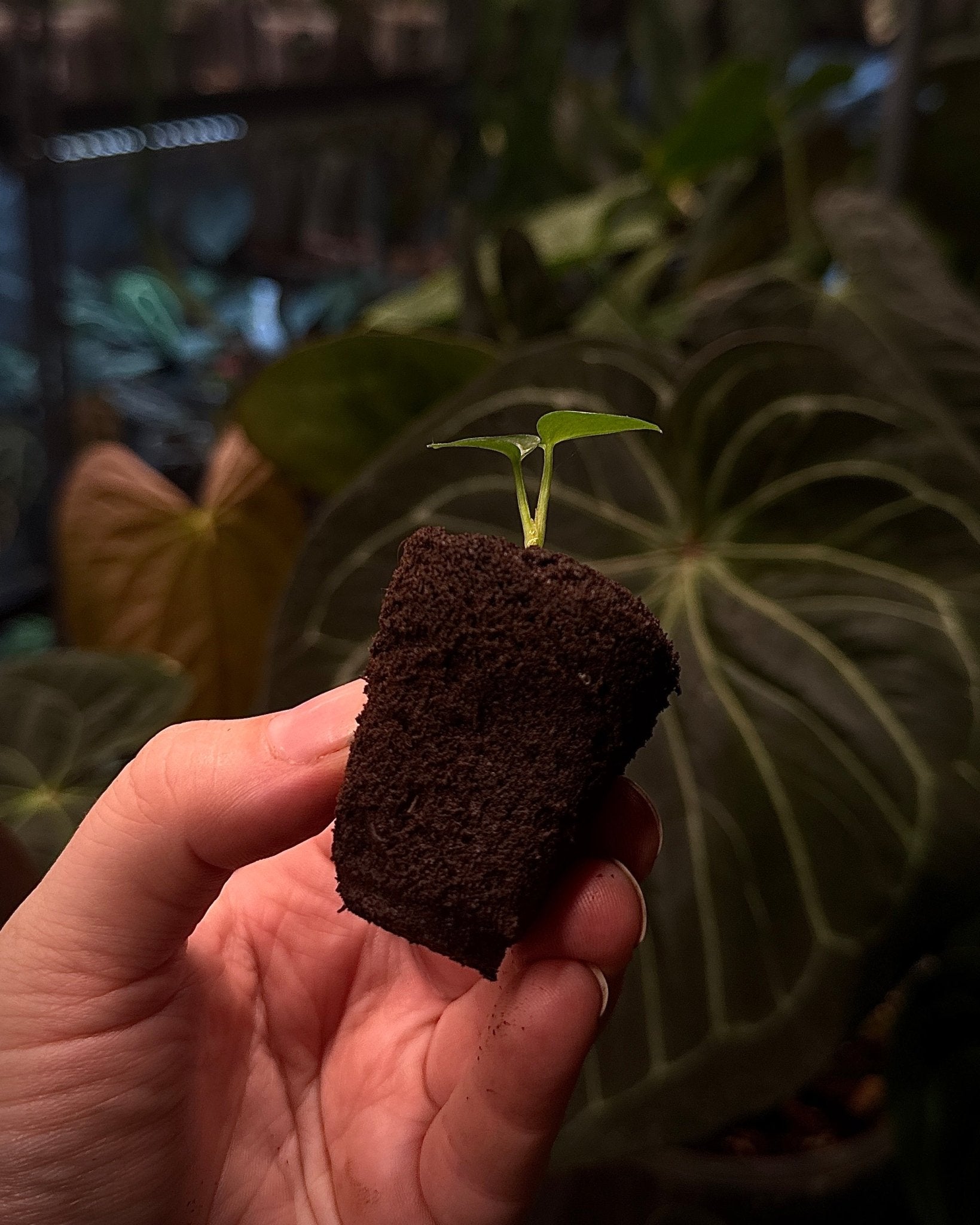 Clonex Root Riot - Plant Starter Cubes - SMUKHI