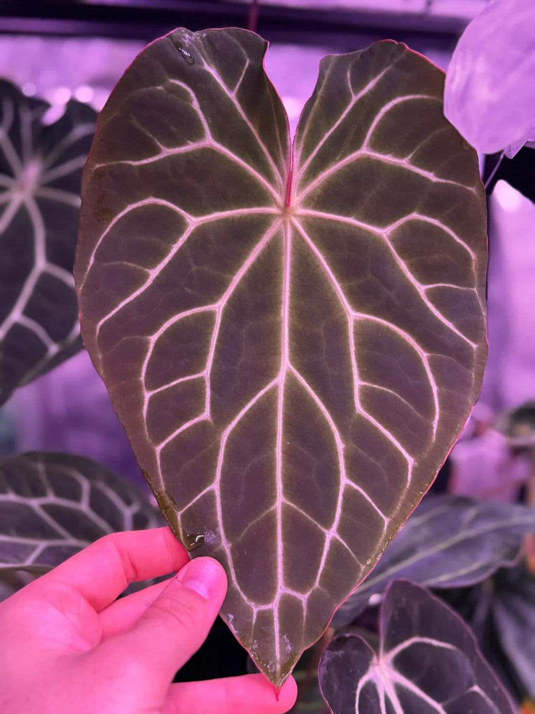 Anthurium Crystallinum ‘Chocolate’ x ‘Labyrinth’