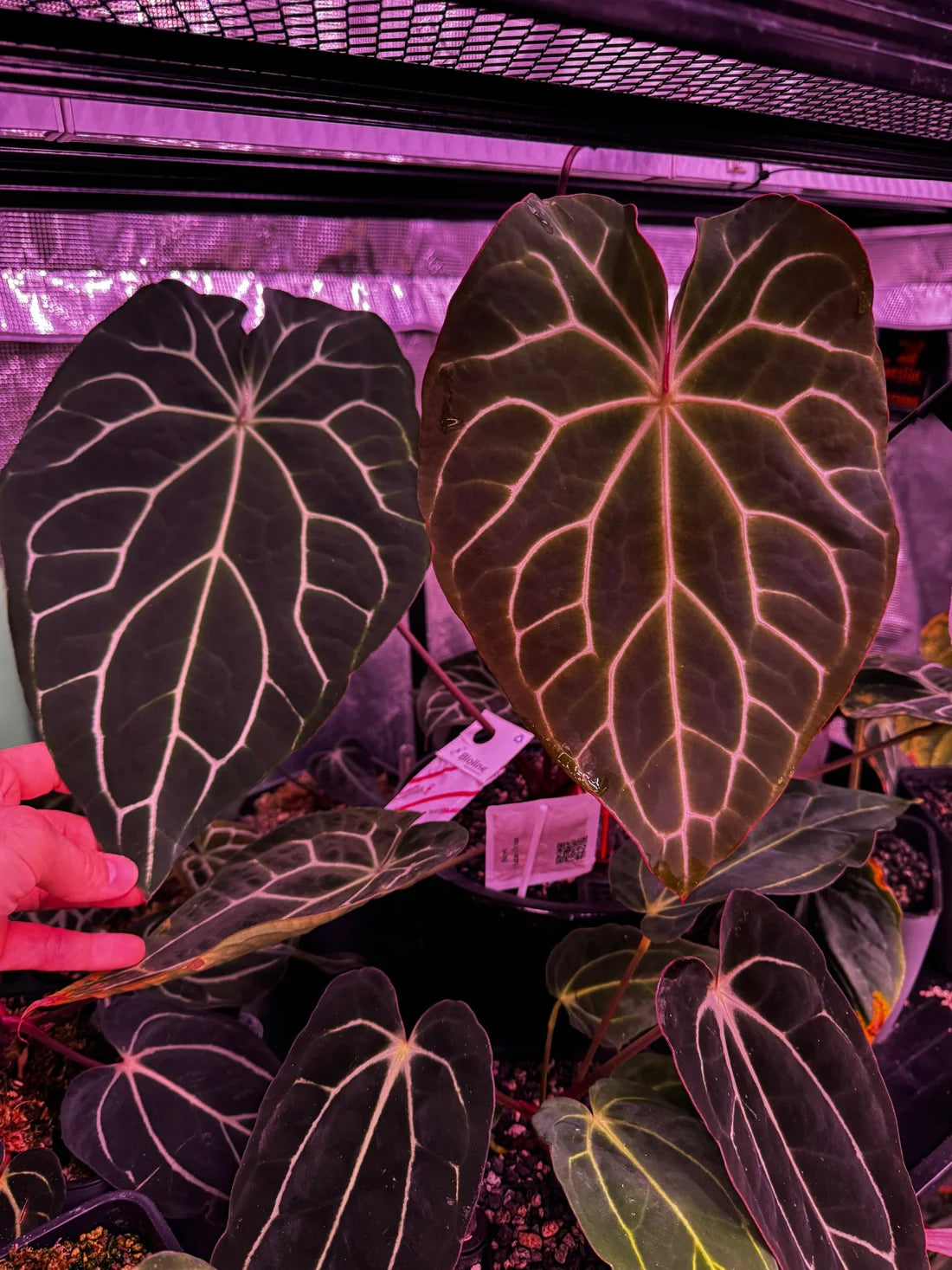 Anthurium Crystallinum ‘Chocolate’ x ‘Labyrinth’