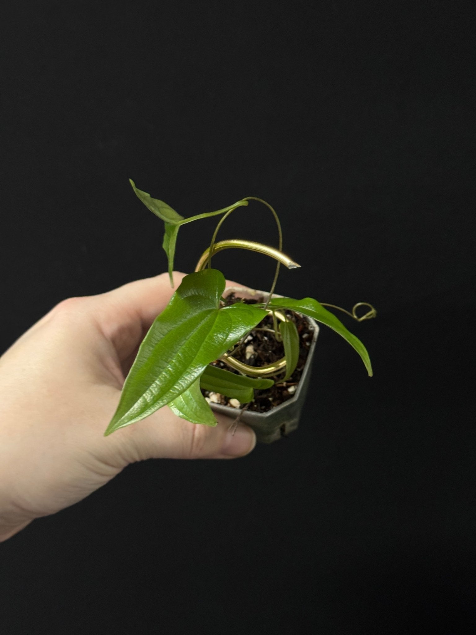 Dioscorea sp. Borneo - SMUKHI