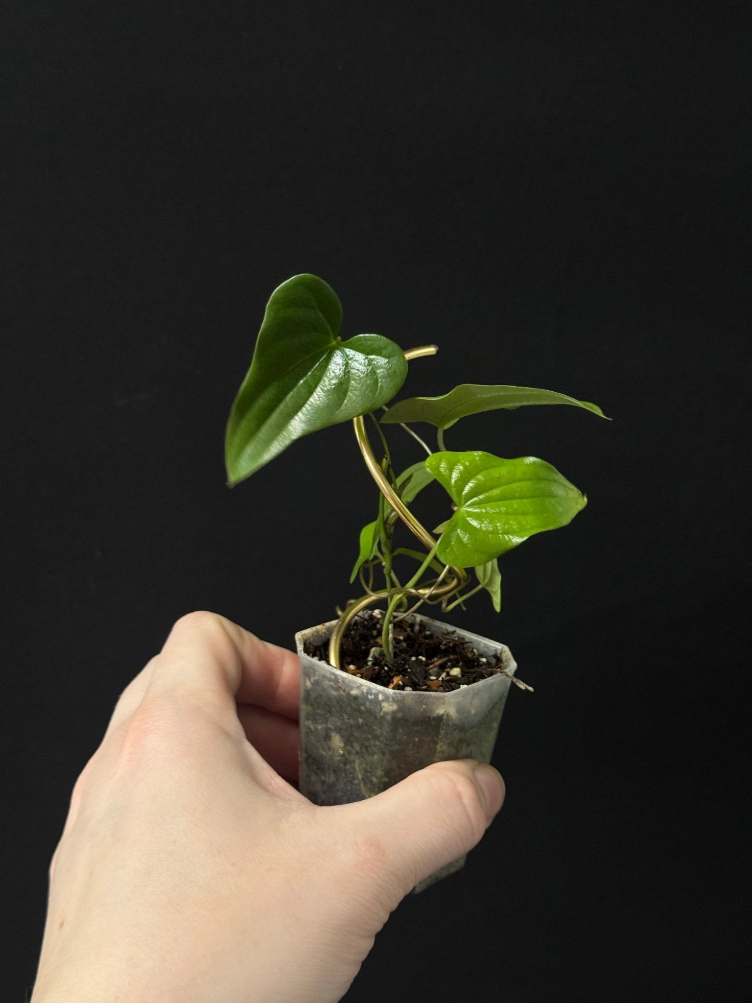 Dioscorea sp. Borneo - SMUKHI