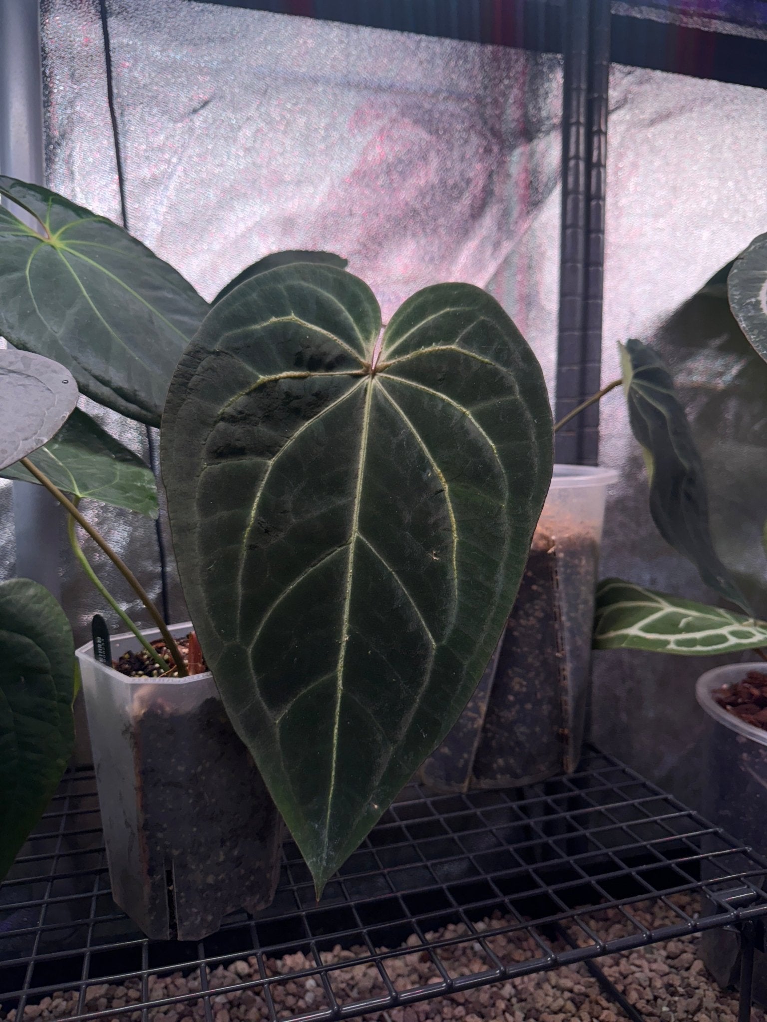 DocBlock Anthurium Black Widow '13' X Black Widow '43' - SMUKHI